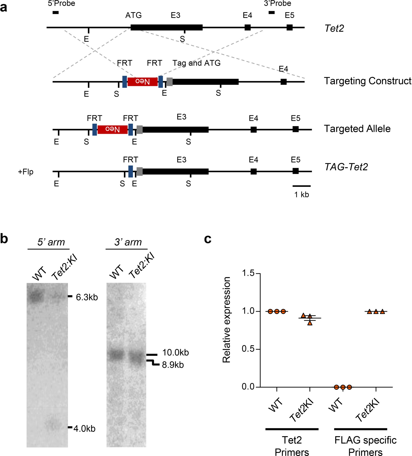 Supplementary Figure 1: Generation of a Tet2 3×Flag-tagged knock-in ESC line.