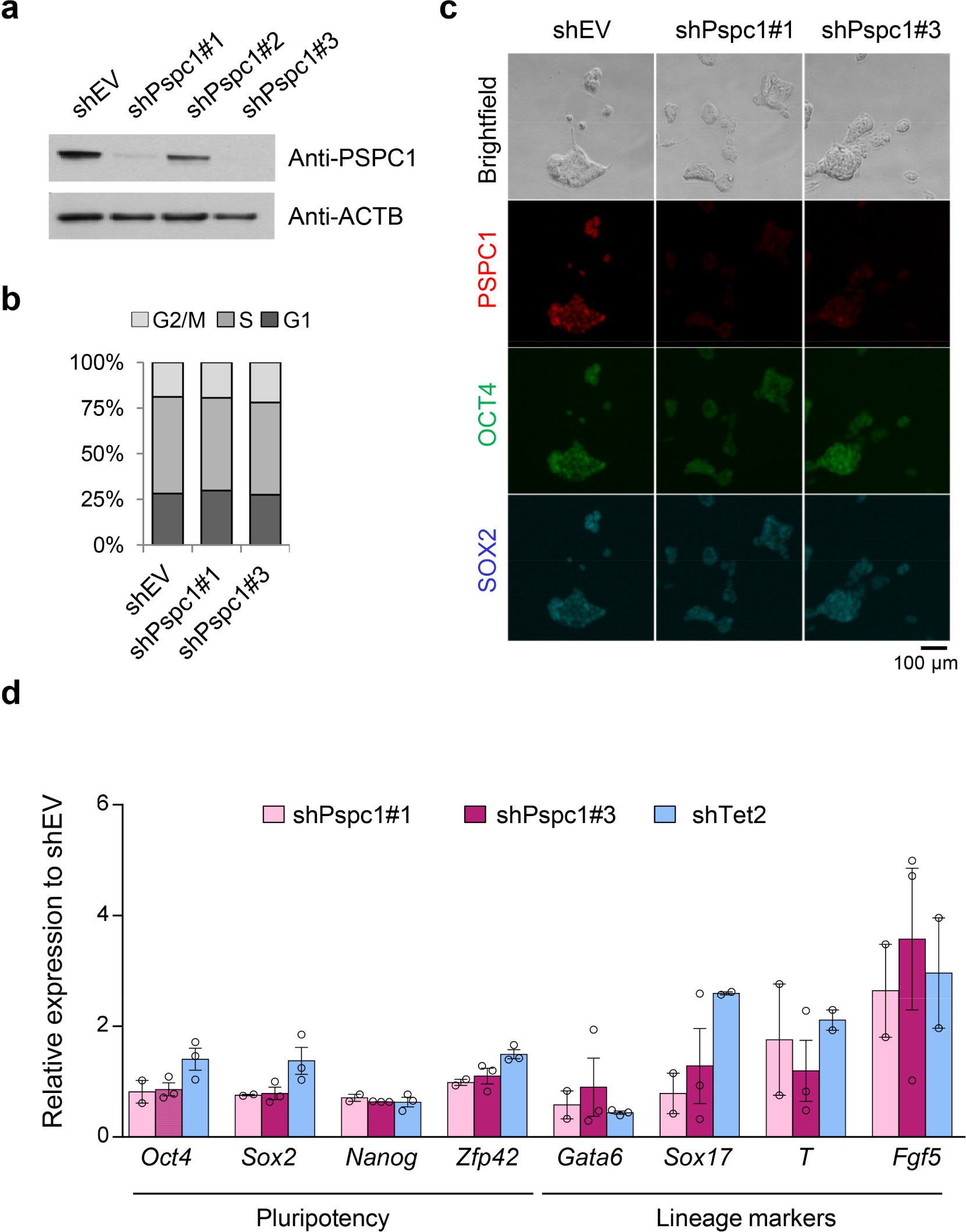 Supplementary Figure 3: PSPC1 depletion does not affect the self-renewal or pluripotency of ESCs.