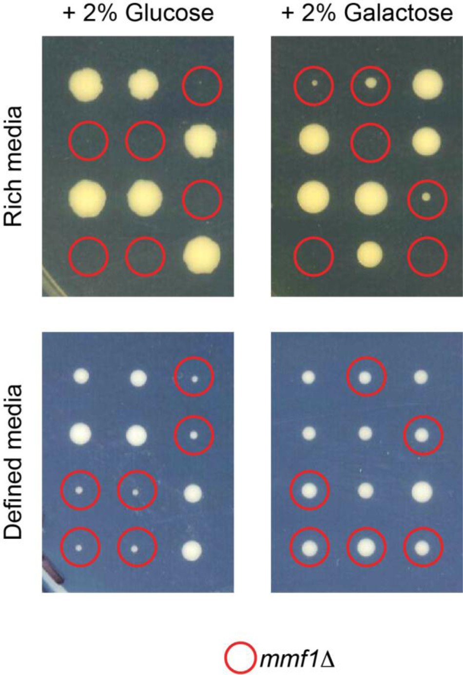 Supplementary Figure 9