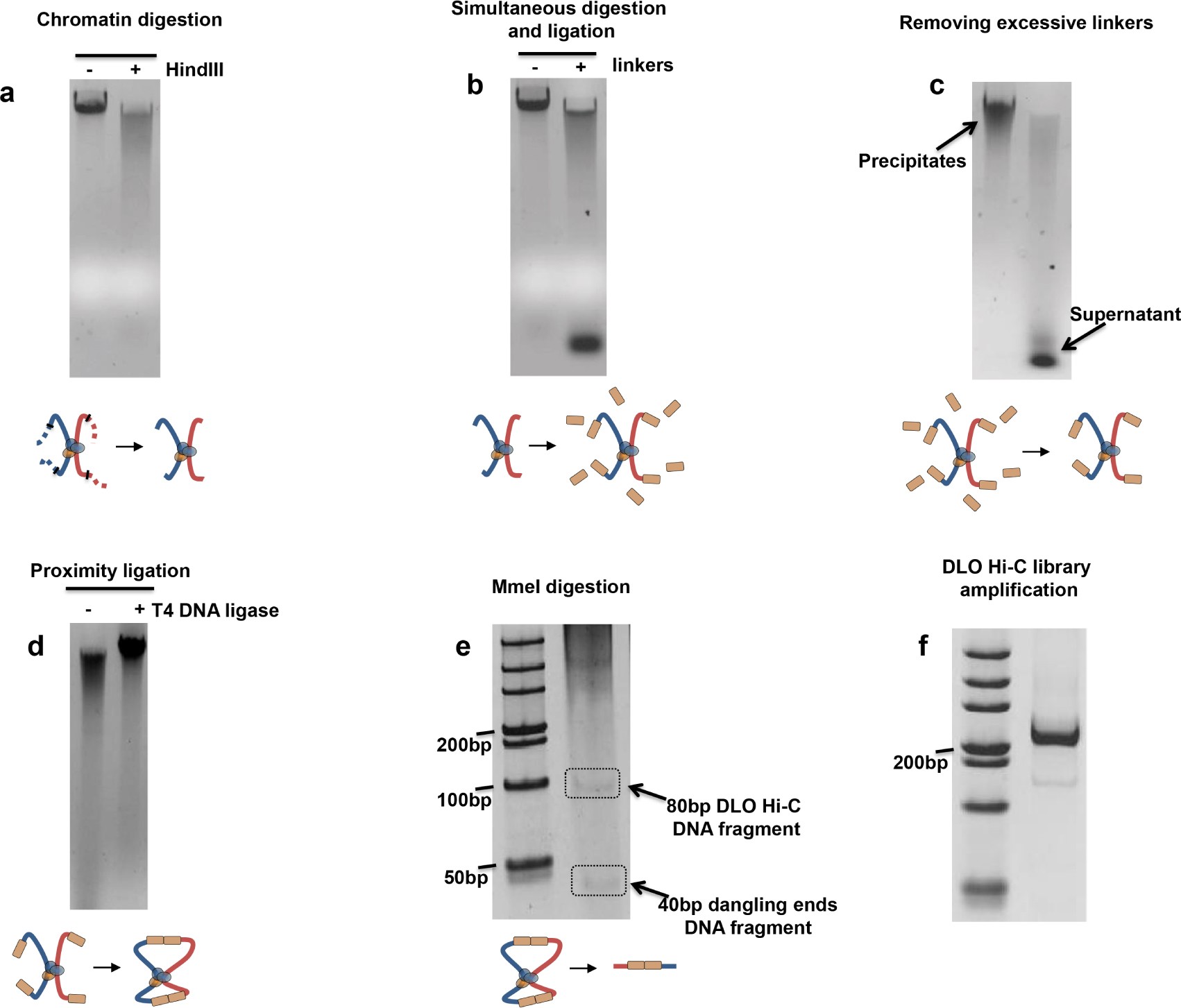 Supplementary Figure 3: Proof-of-principle experiment demonstrating the DLO Hi-C method.