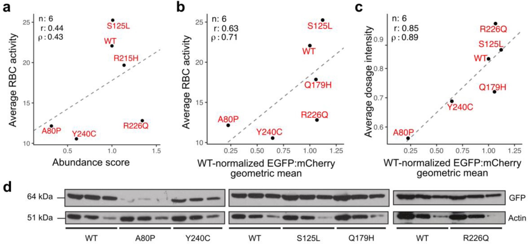 Supplementary Figure 7: Relationship of TPMT variant abundance to drug sensitivity.