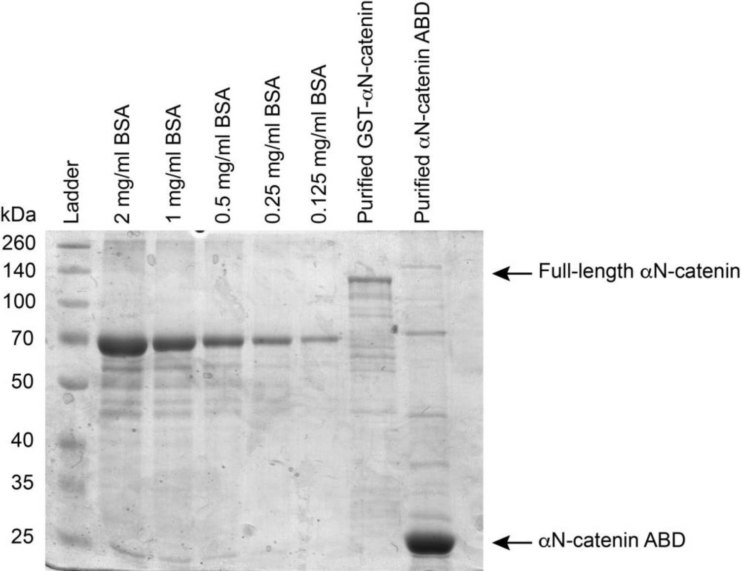Supplementary Fig. 11: Generation of recombinant αN-catenin protein.