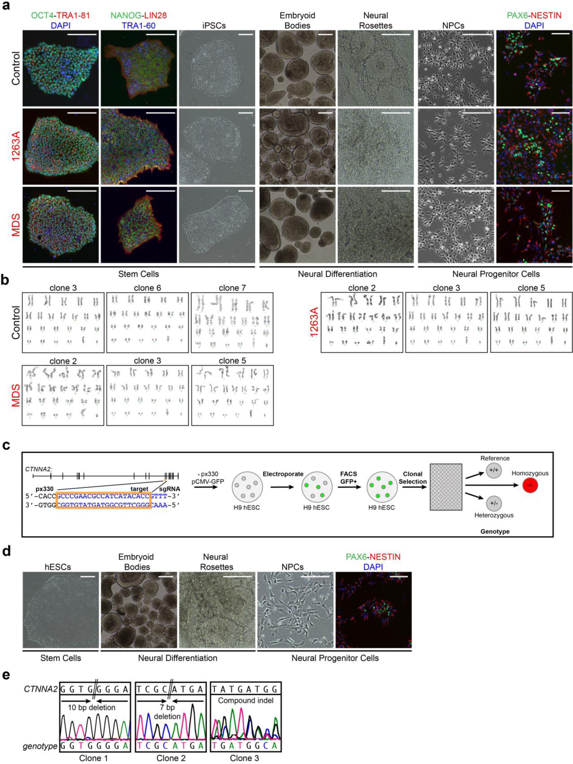 Supplementary Fig. 3: Generation of control, MDS, and CTNNA2-mutant stem cells and NPCs.