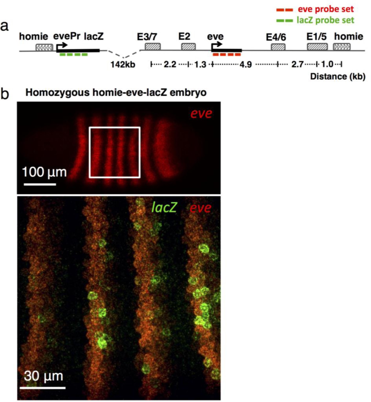 Supplementary Figure 1