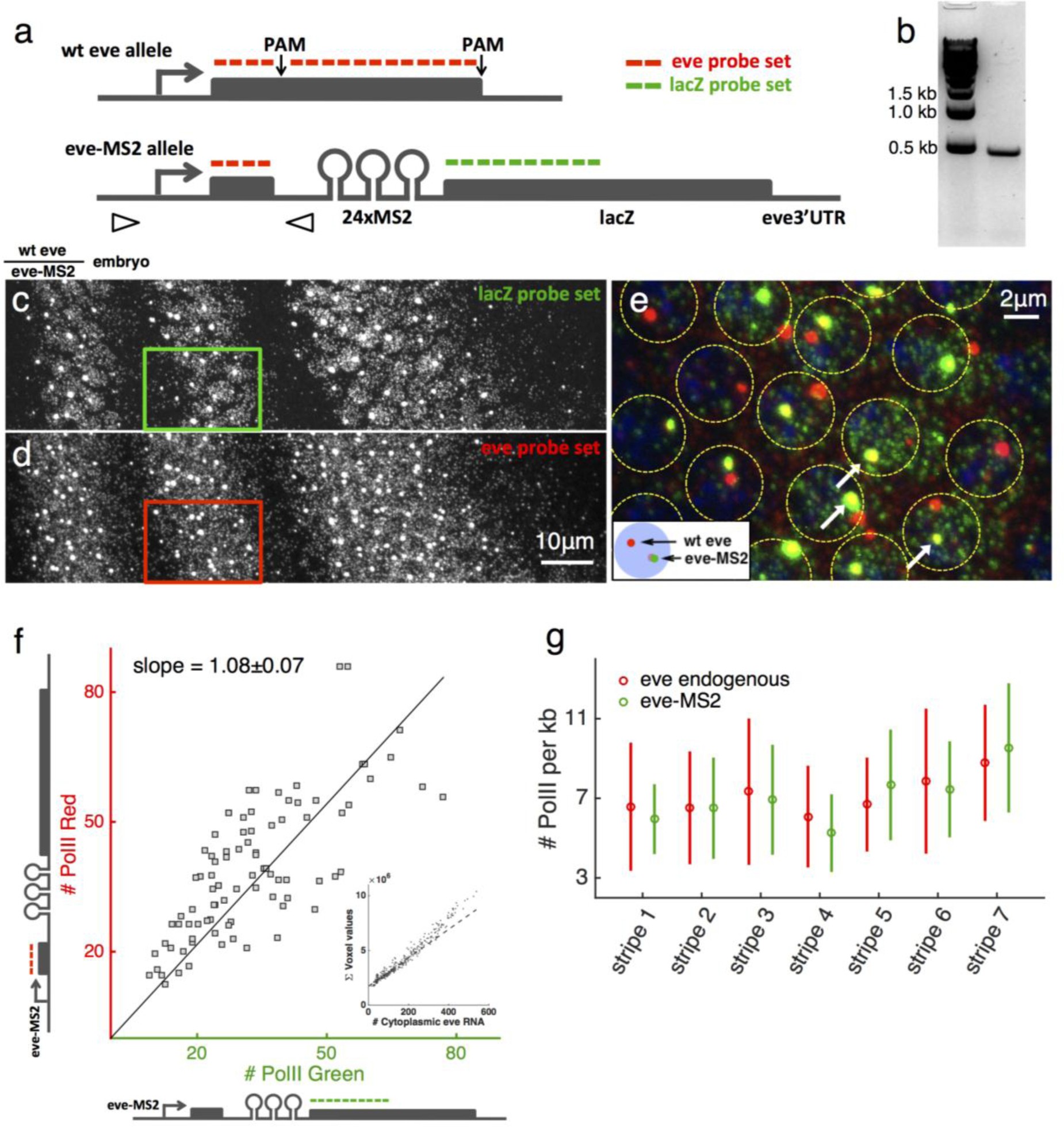 Supplementary Figure 2