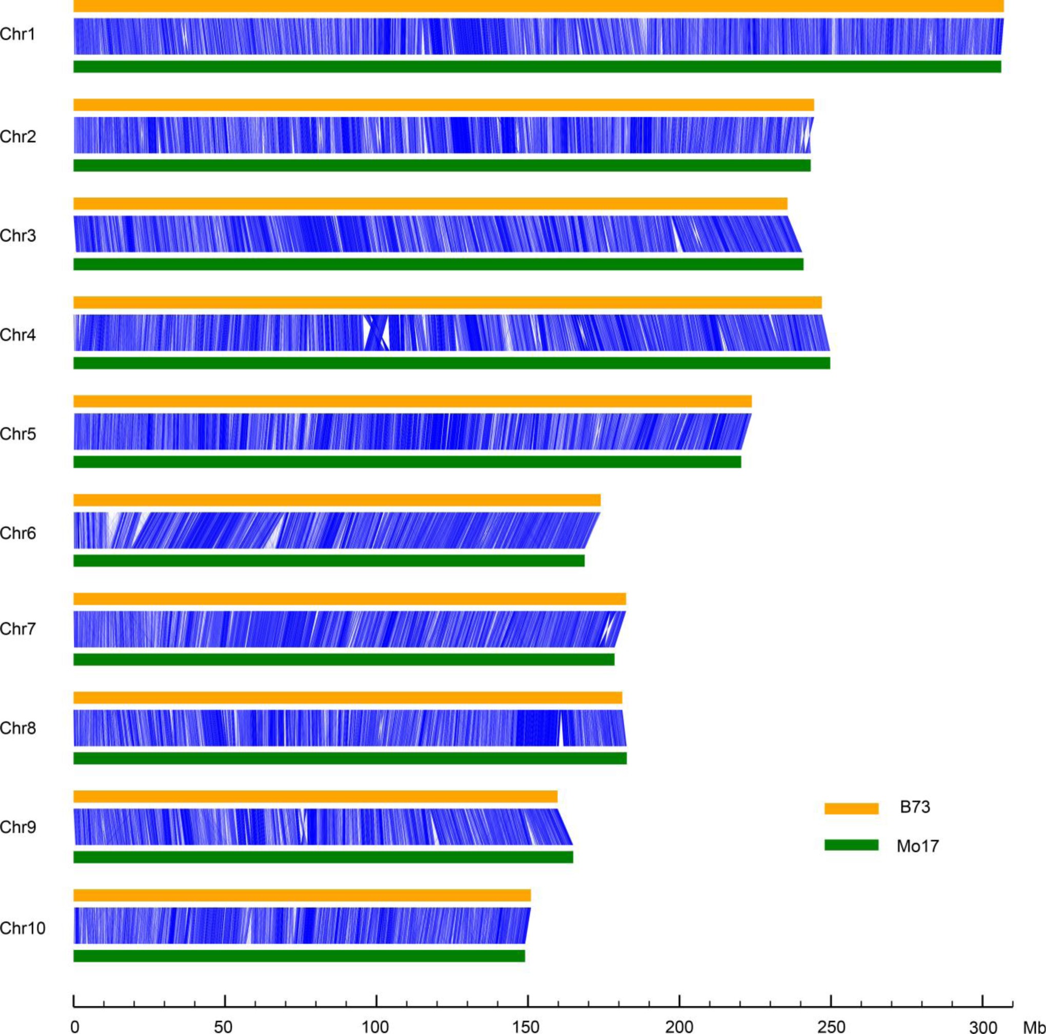 Supplementary Figure 4: Whole-genome comparison between B73 and Mo17.