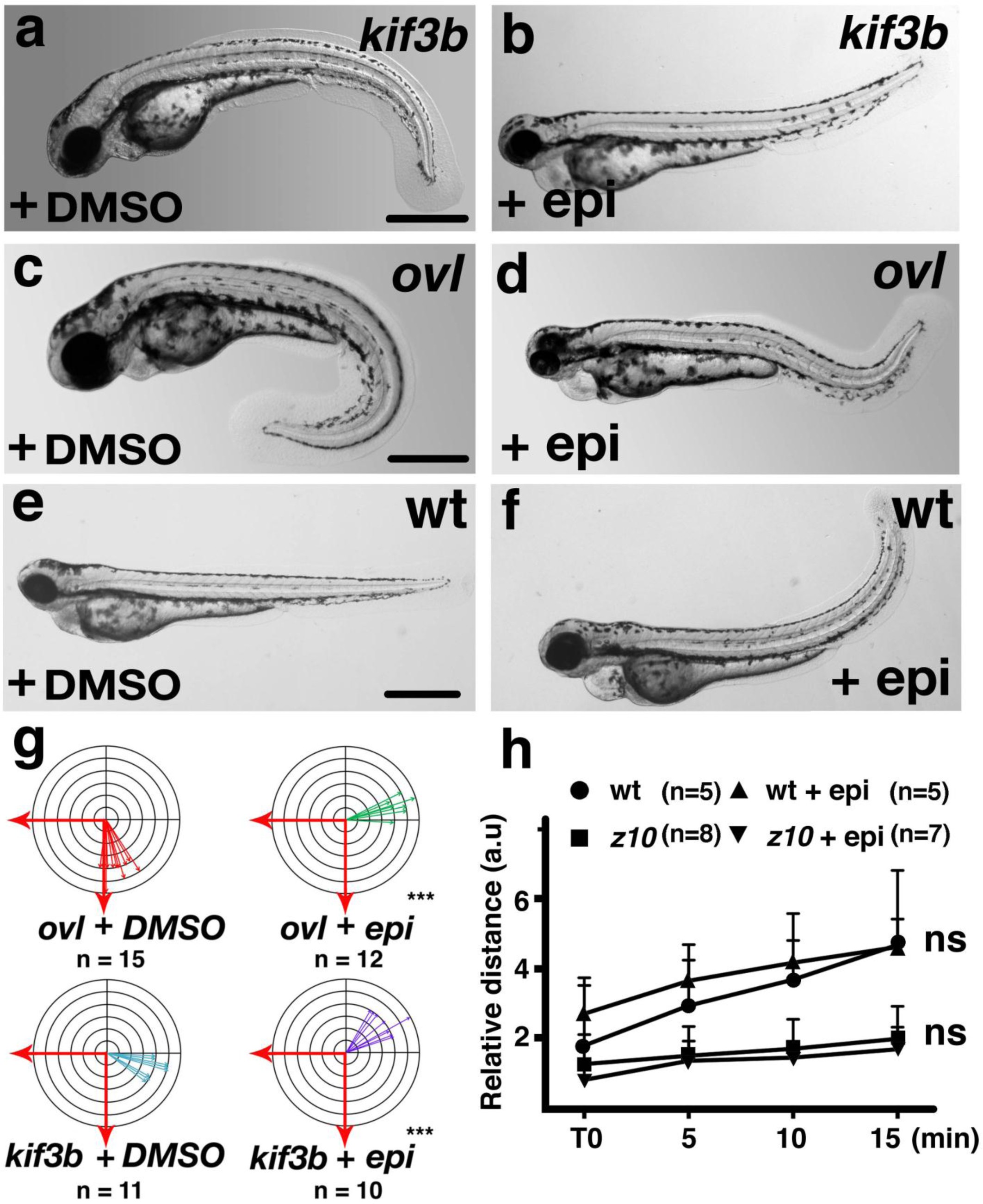 Supplementary Fig. 6: Epinephrine treatment rescues body-curvature defects in ciliary mutants.