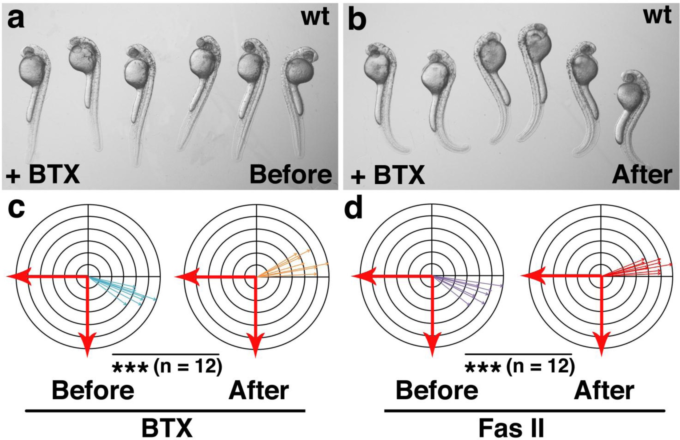 Supplementary Fig. 9: Inhibition of neuromuscular junction activity does not affect Urp signaling.