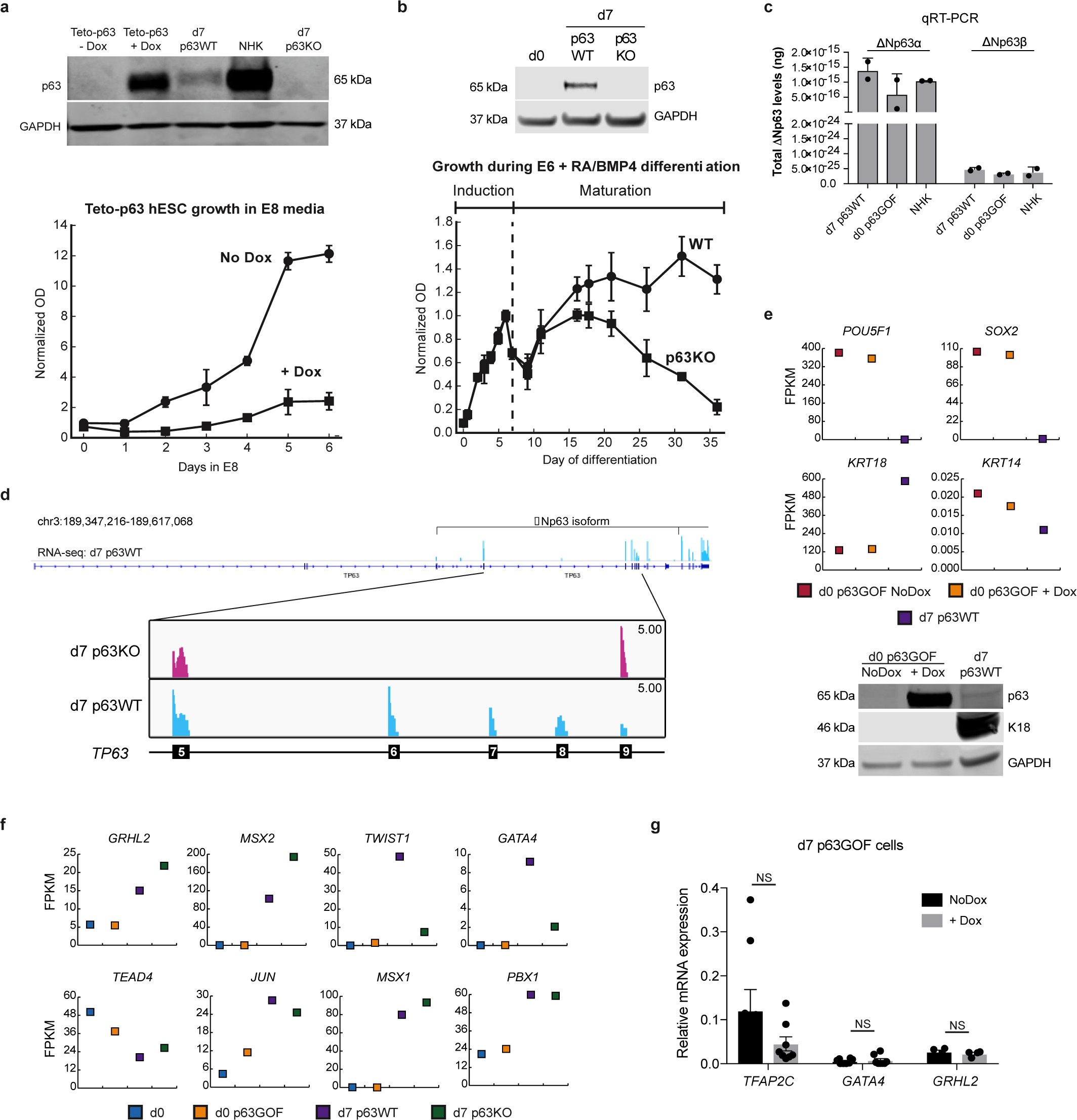 Supplementary Figure 2: Functional evaluation of the p63 gain and loss of function H9 hESC lines.