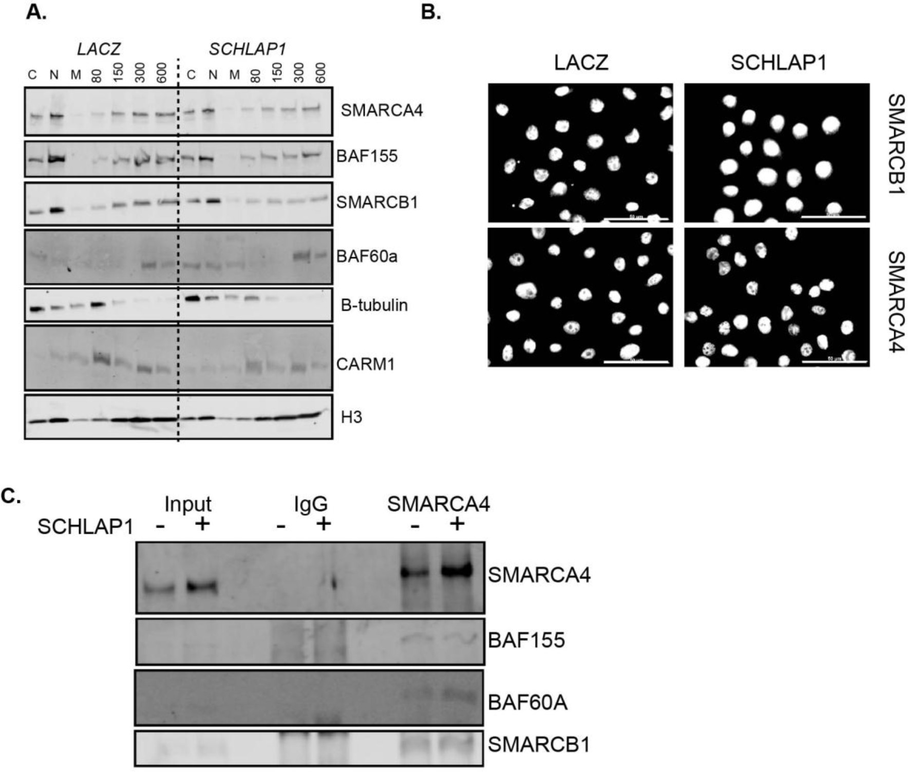 Supplementary Figure 3: SCHLAP1 does not affect SWI/SNF composition or localization.