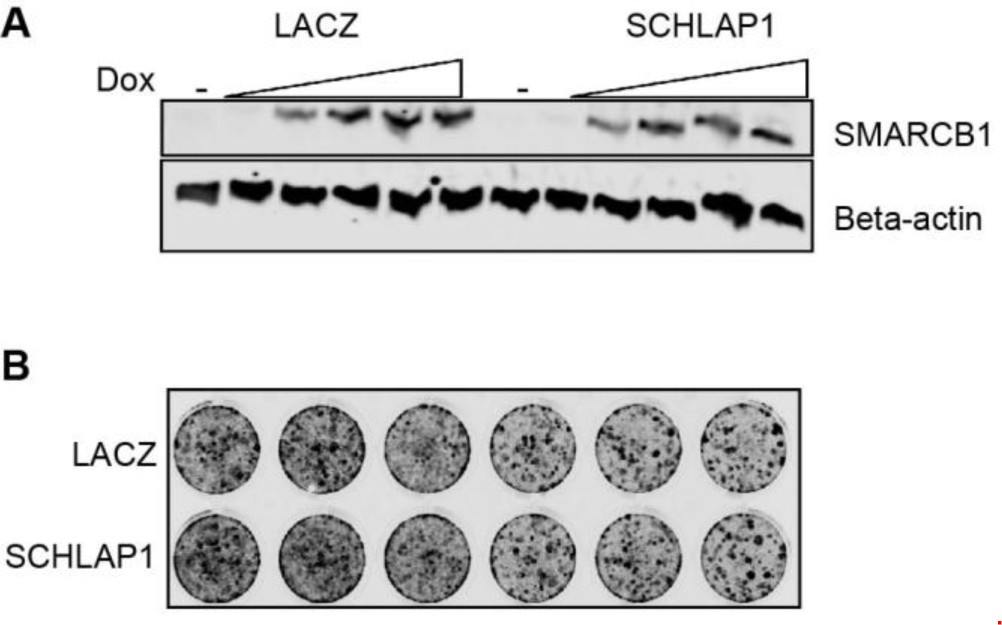 Supplementary Figure 7: SCHLAP1 does not disrupt SMARCB1 from arresting G401 cells.