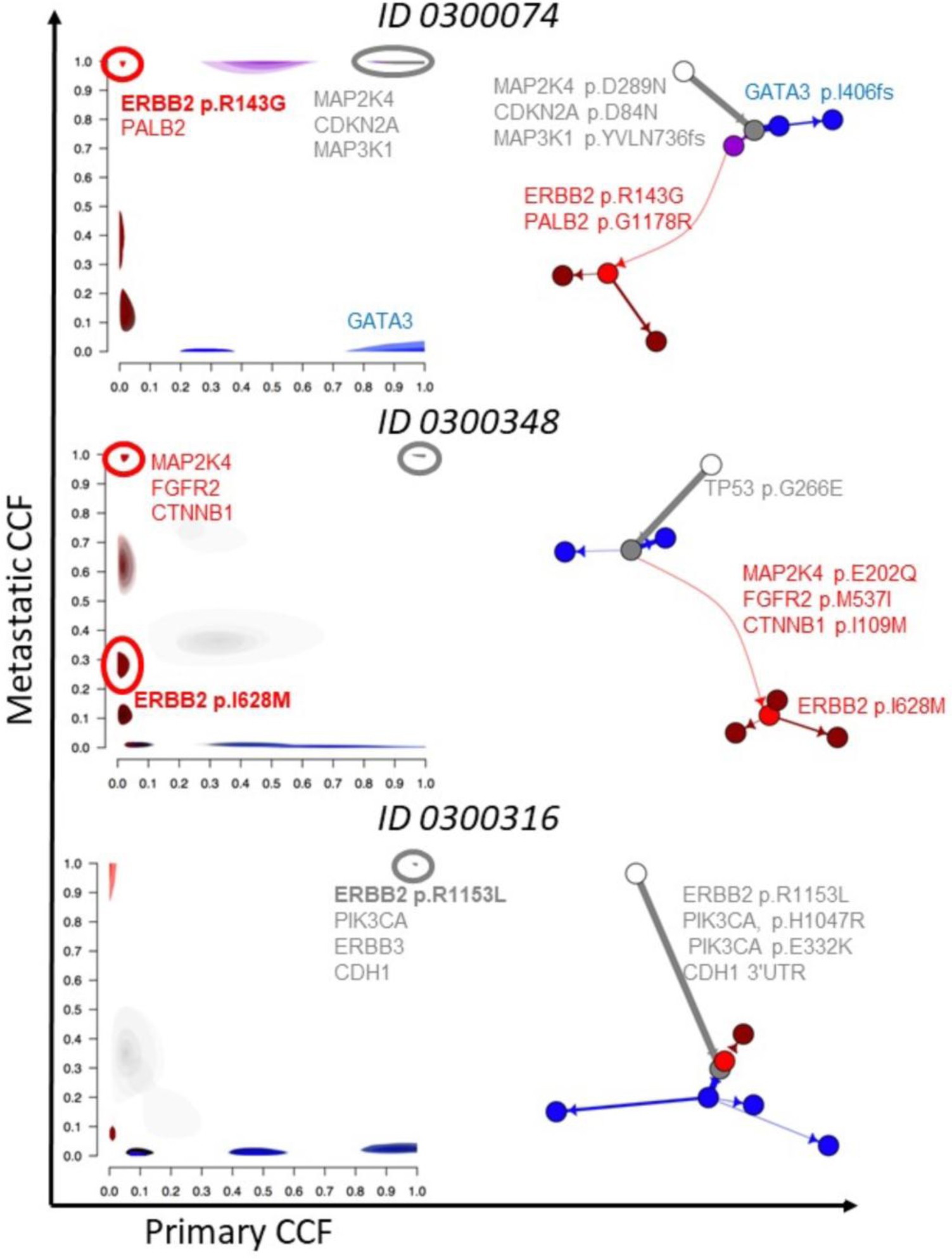 Supplementary Figure 3: Clonal structure and evolutionary dynamics of uncharacterized HER2 (ERBB2) mutations.
