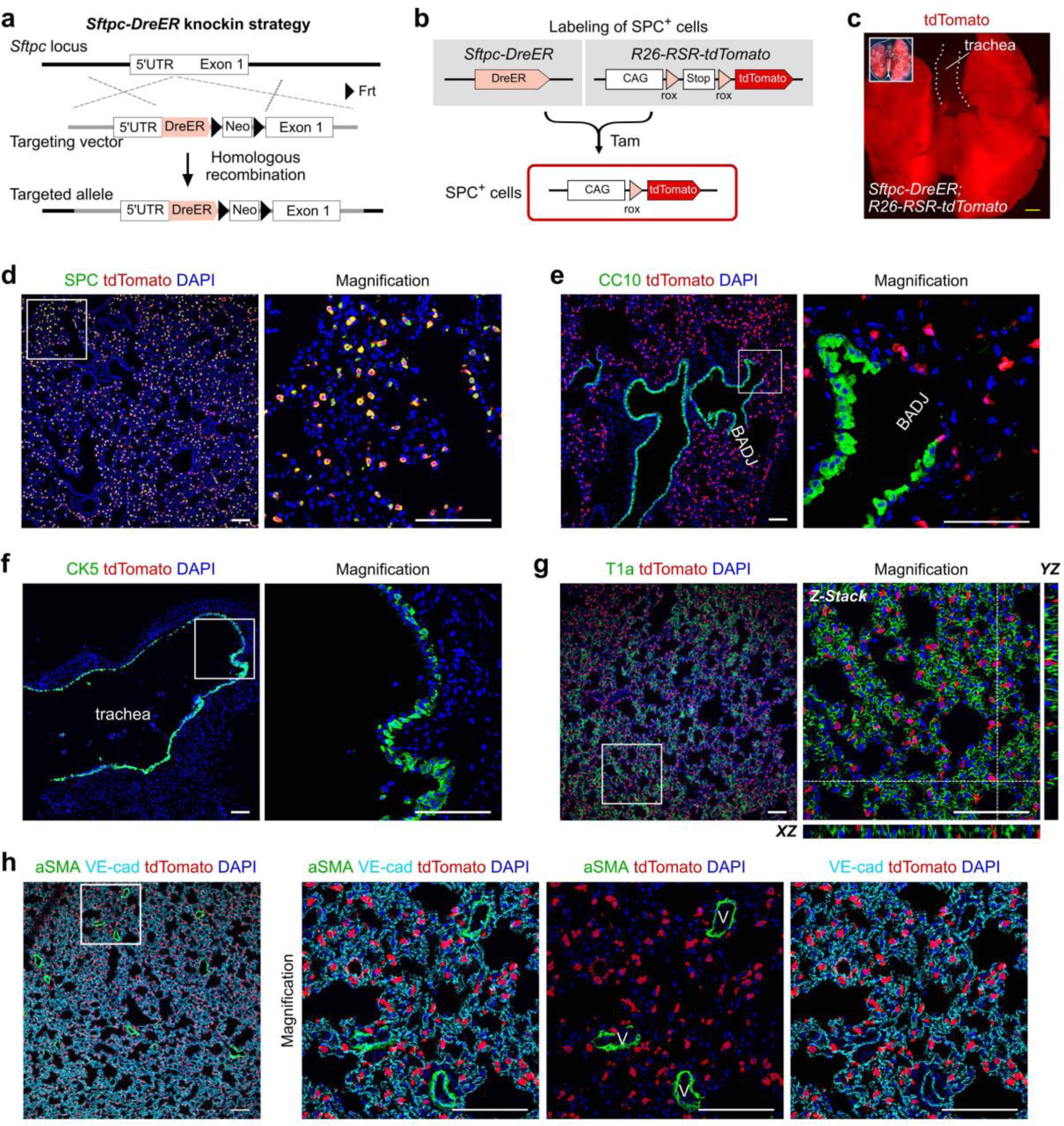 Supplementary Figure 3: Sftpc-DreER targets mainly SPC+ AT2 cells.