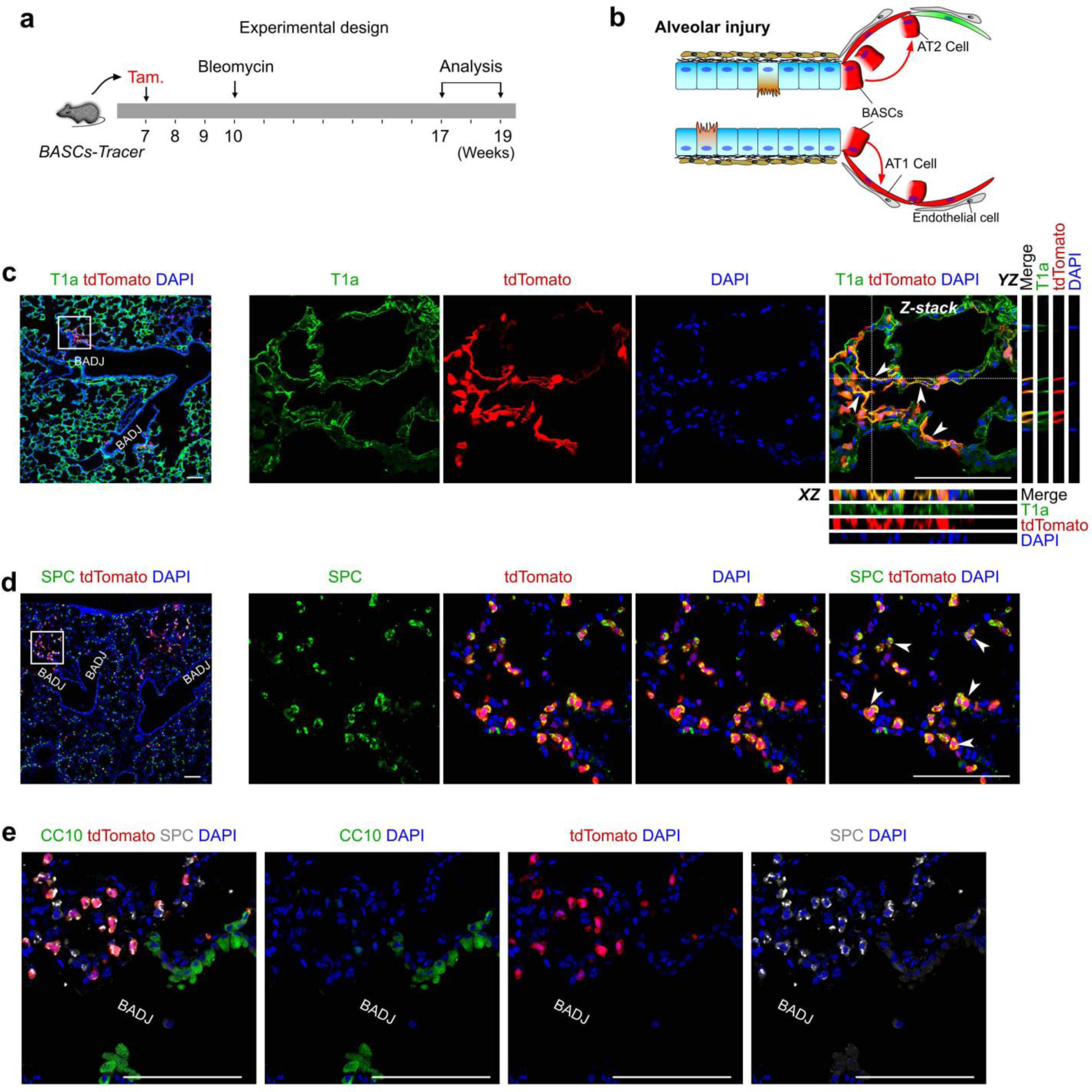 Supplementary Figure 13: BASCs contribute to AT1 and AT2 cells after alveolar injury.