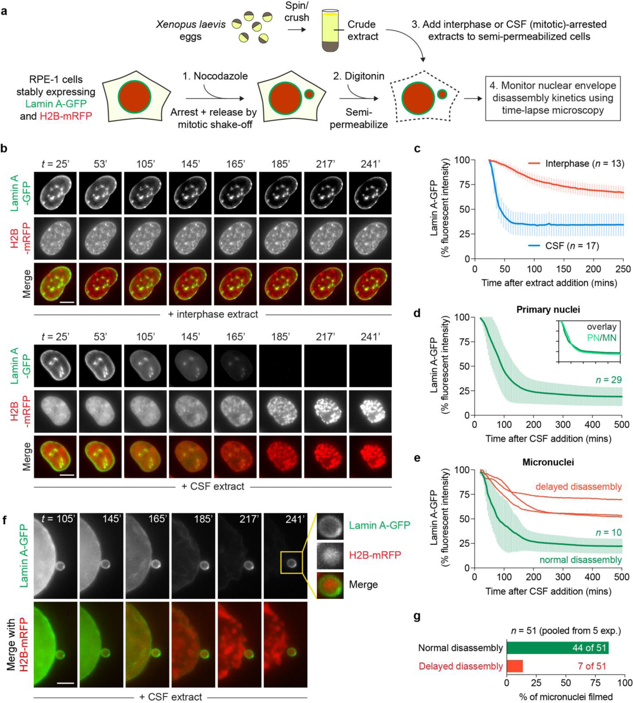 Supplementary Figure 4: Most micronuclei disassemble their nuclear envelopes with normal kinetics during mitotic entry.