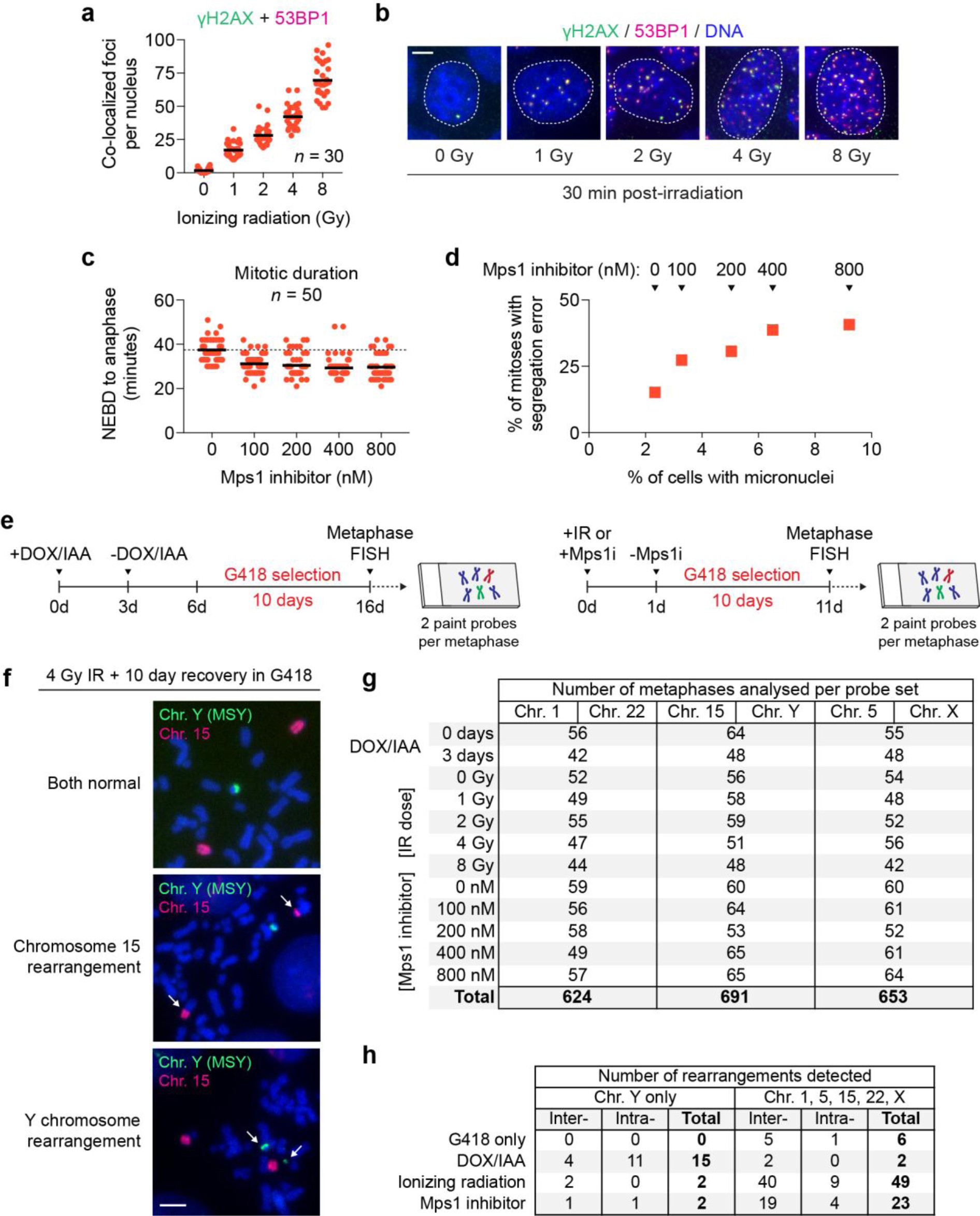 Supplementary Figure 7: Chromosomal rearrangements generated from ionizing-radiation exposure or mitotic spindle assembly checkpoint inactivation.