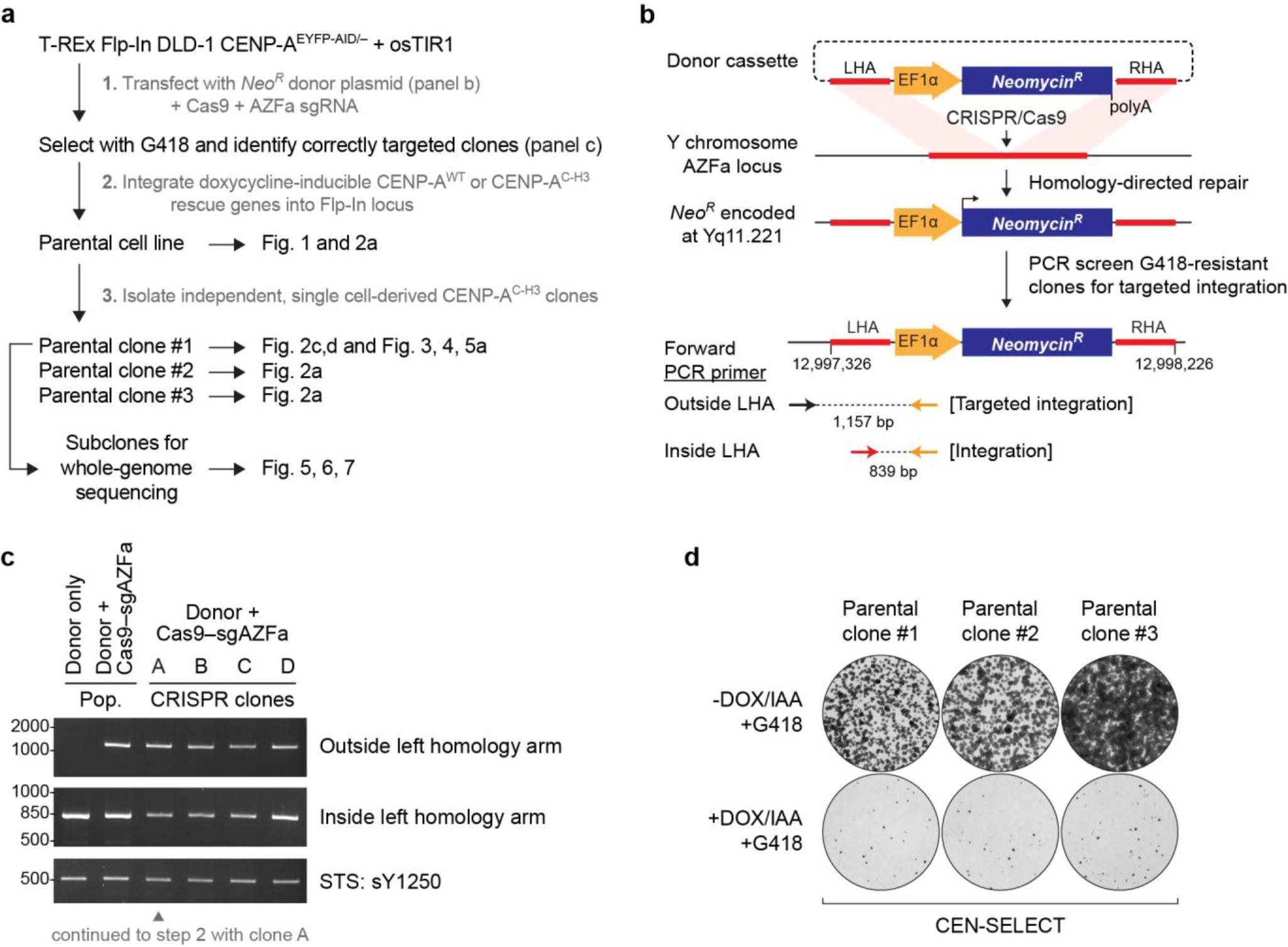 Supplementary Figure 1: CRISPR–Cas9-mediated engineering of a neomycin-resistance gene (NeoR) into the Y-chromosome AZFa locus.