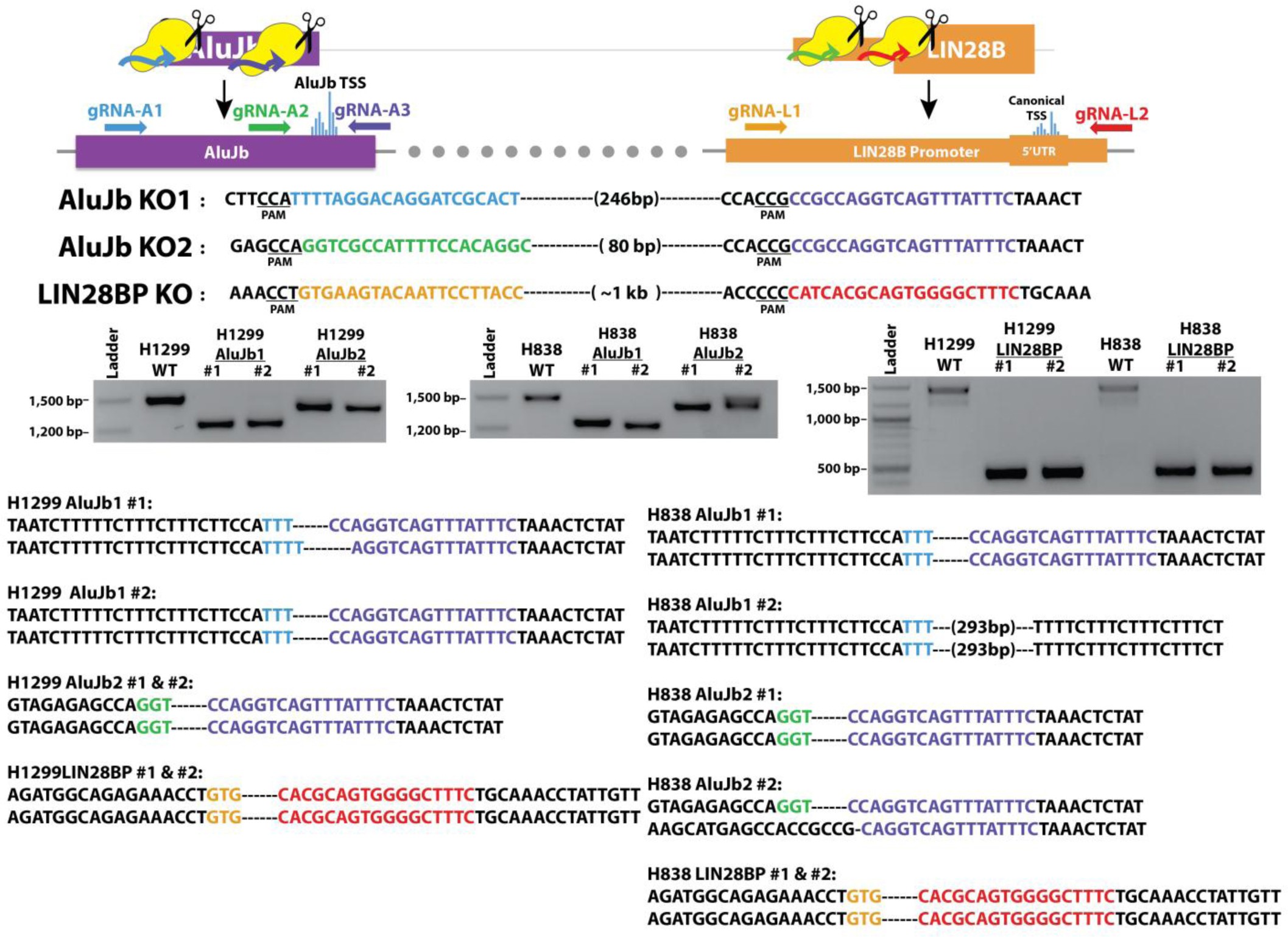 Supplementary Figure 7: Genotypes of AluJb-P and LIN28BP CRISPR-deleted clones.
