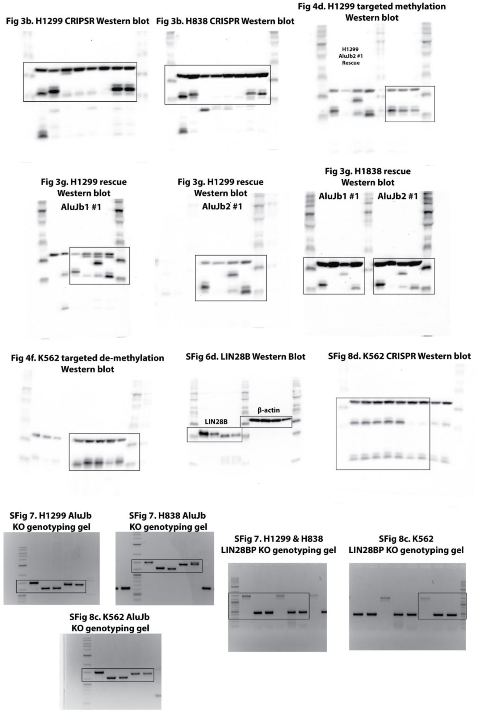 Supplementary Figure 9: Uncropped western blots and gel images.