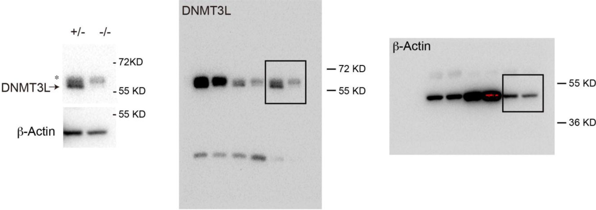 Supplementary Fig. 13