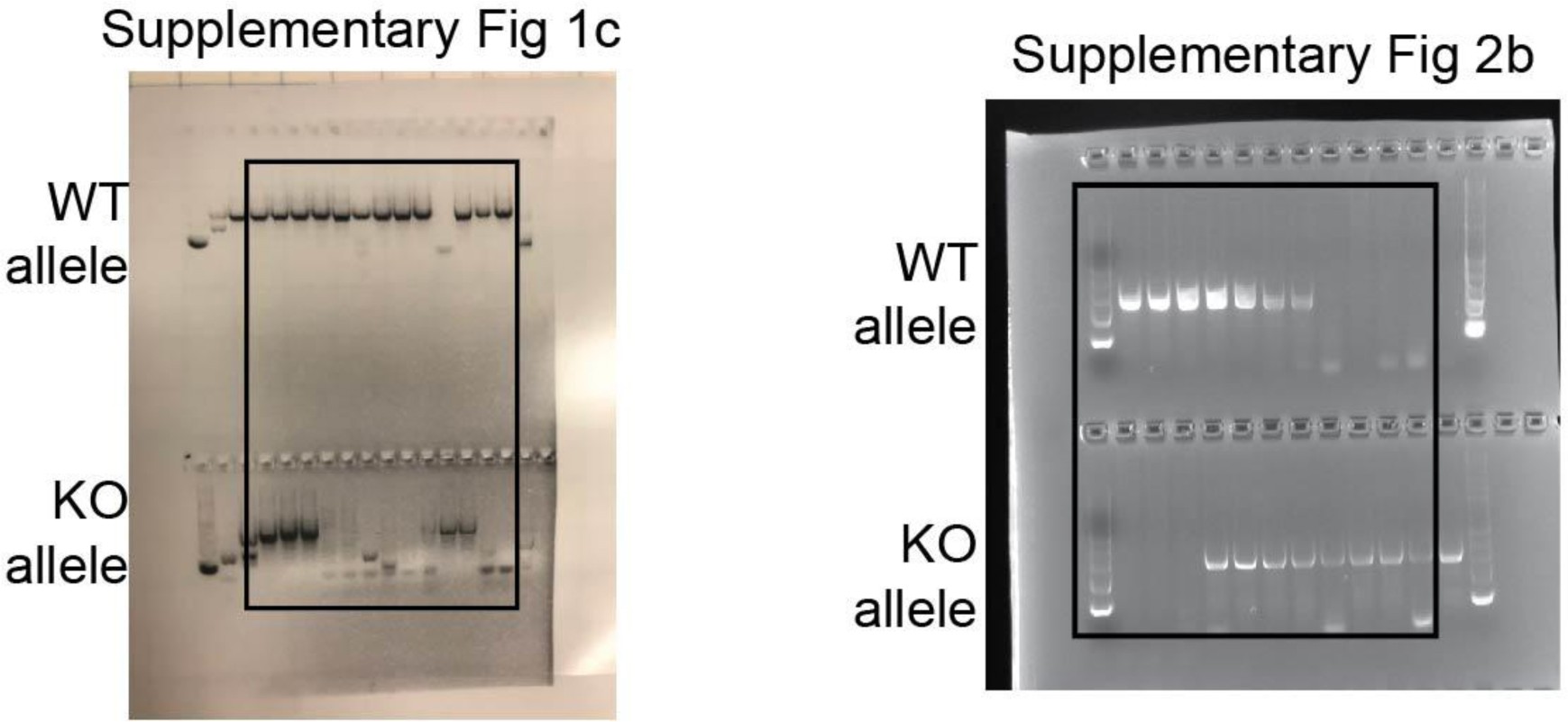 Supplementary Figure 6