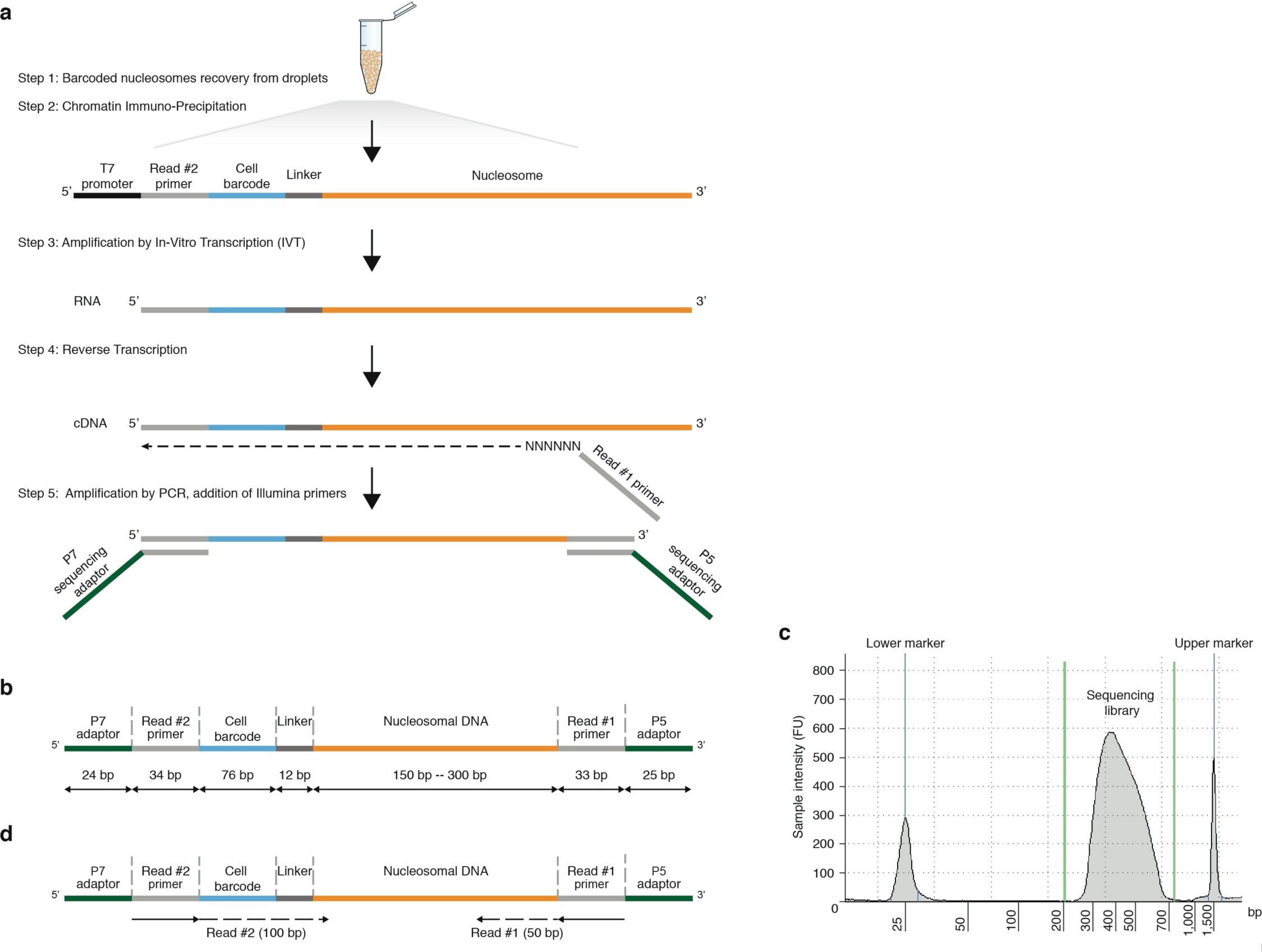 Supplementary Fig. 4: Sequencing library preparation.