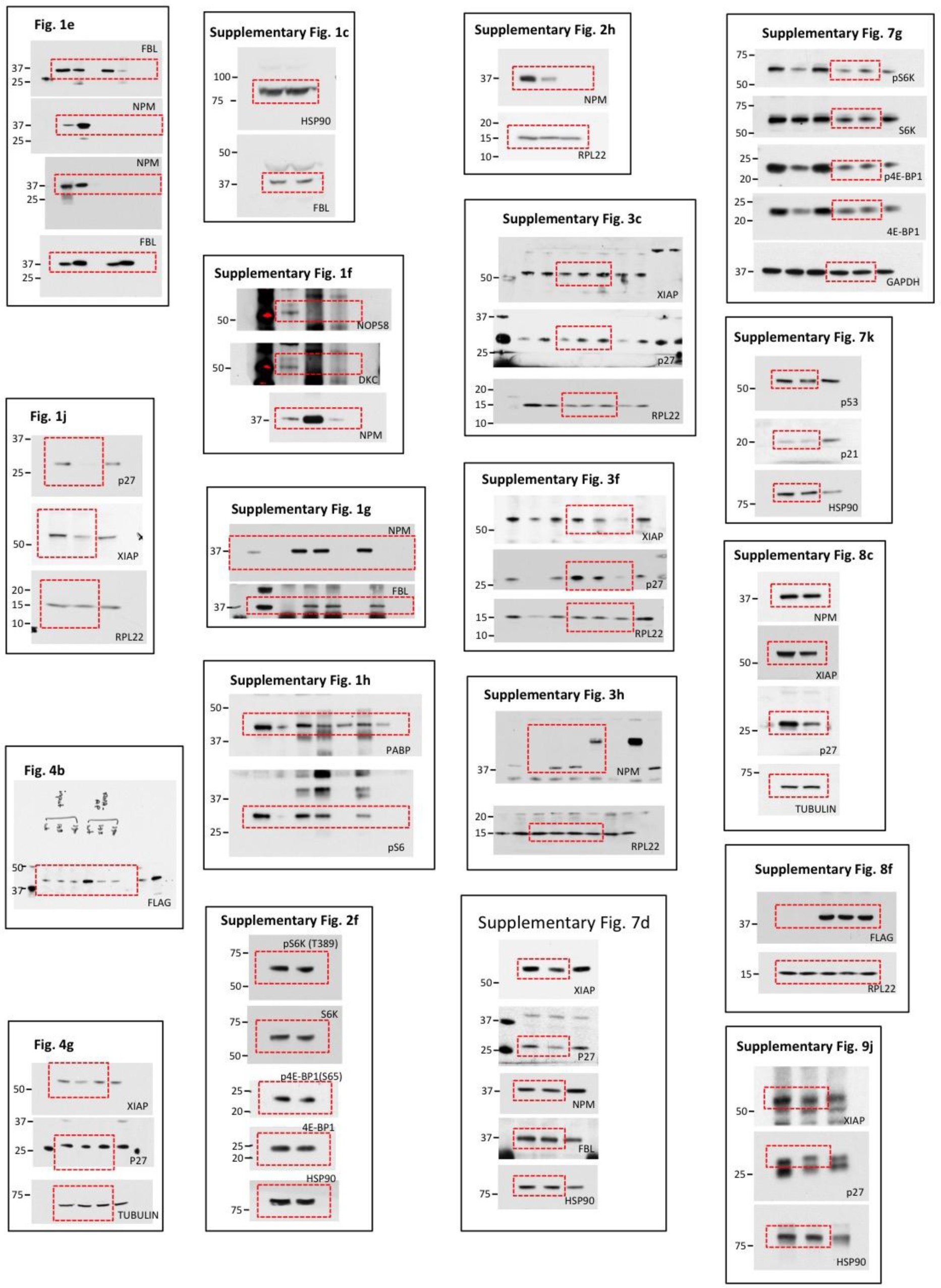 Supplementary Fig. 11