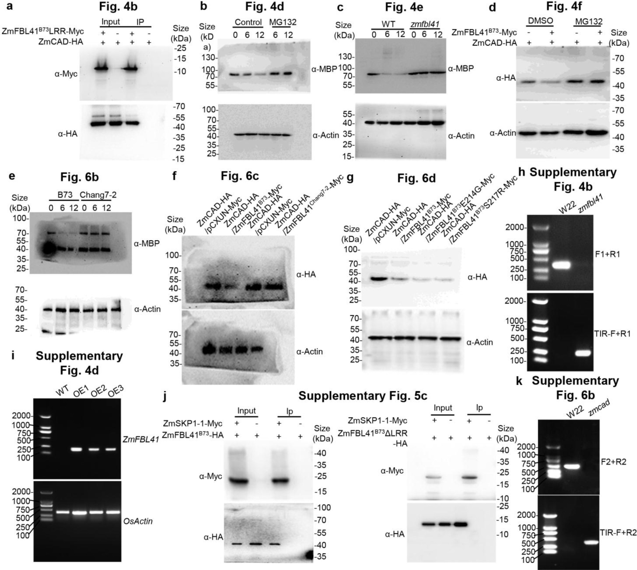 Supplementary Fig. 8: Raw blot and gel images related to main figures and Supplementary Figs.