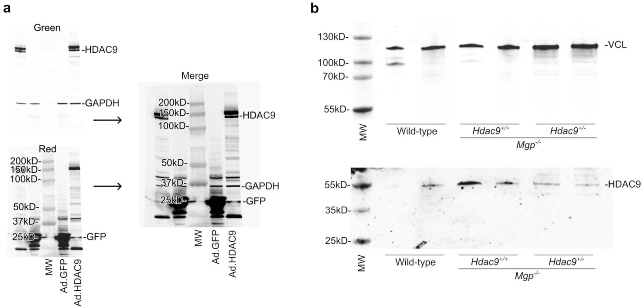 Extended Data Fig. 4: Full scan of Western blots.