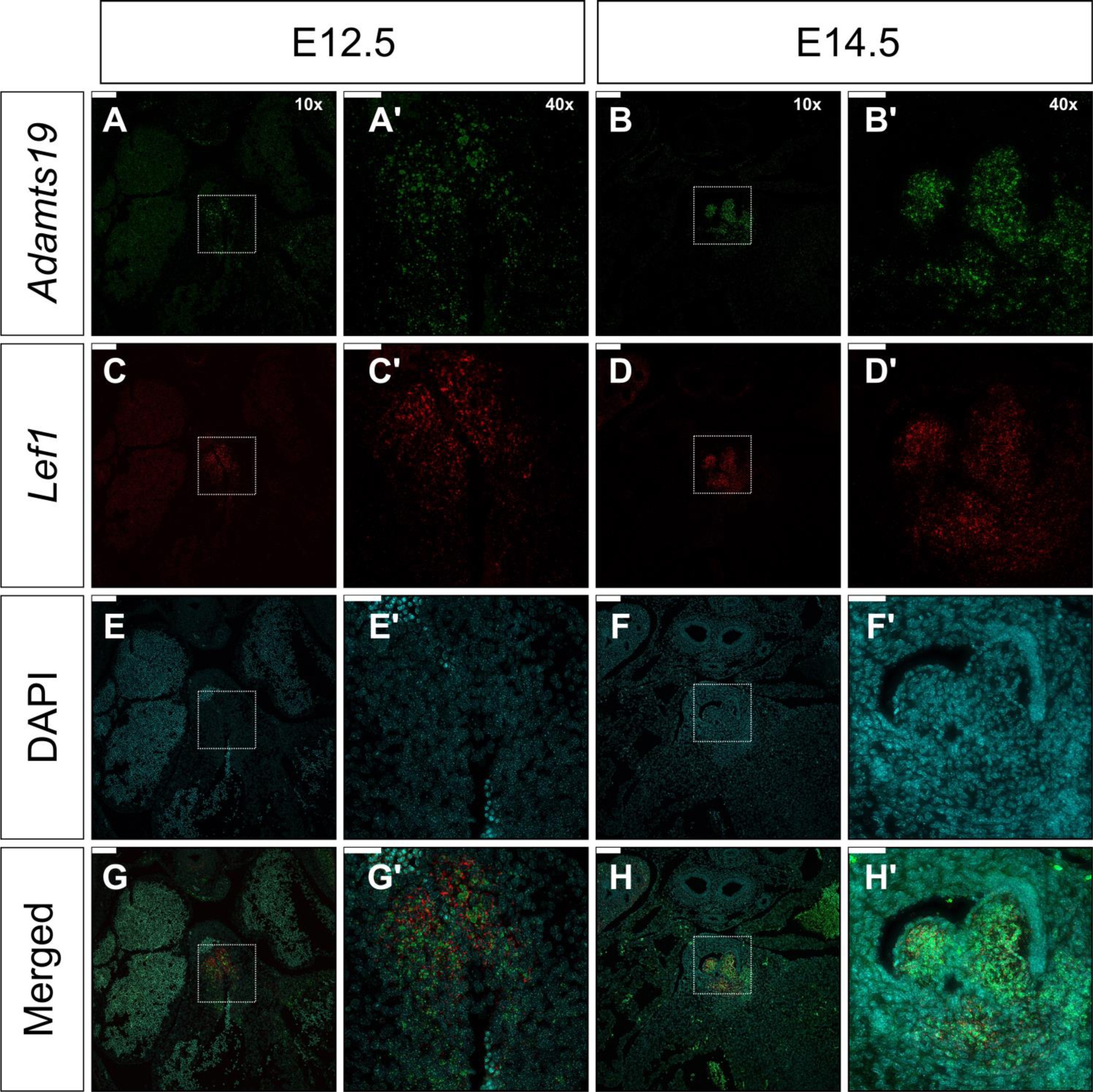 Supplementary Fig. 12