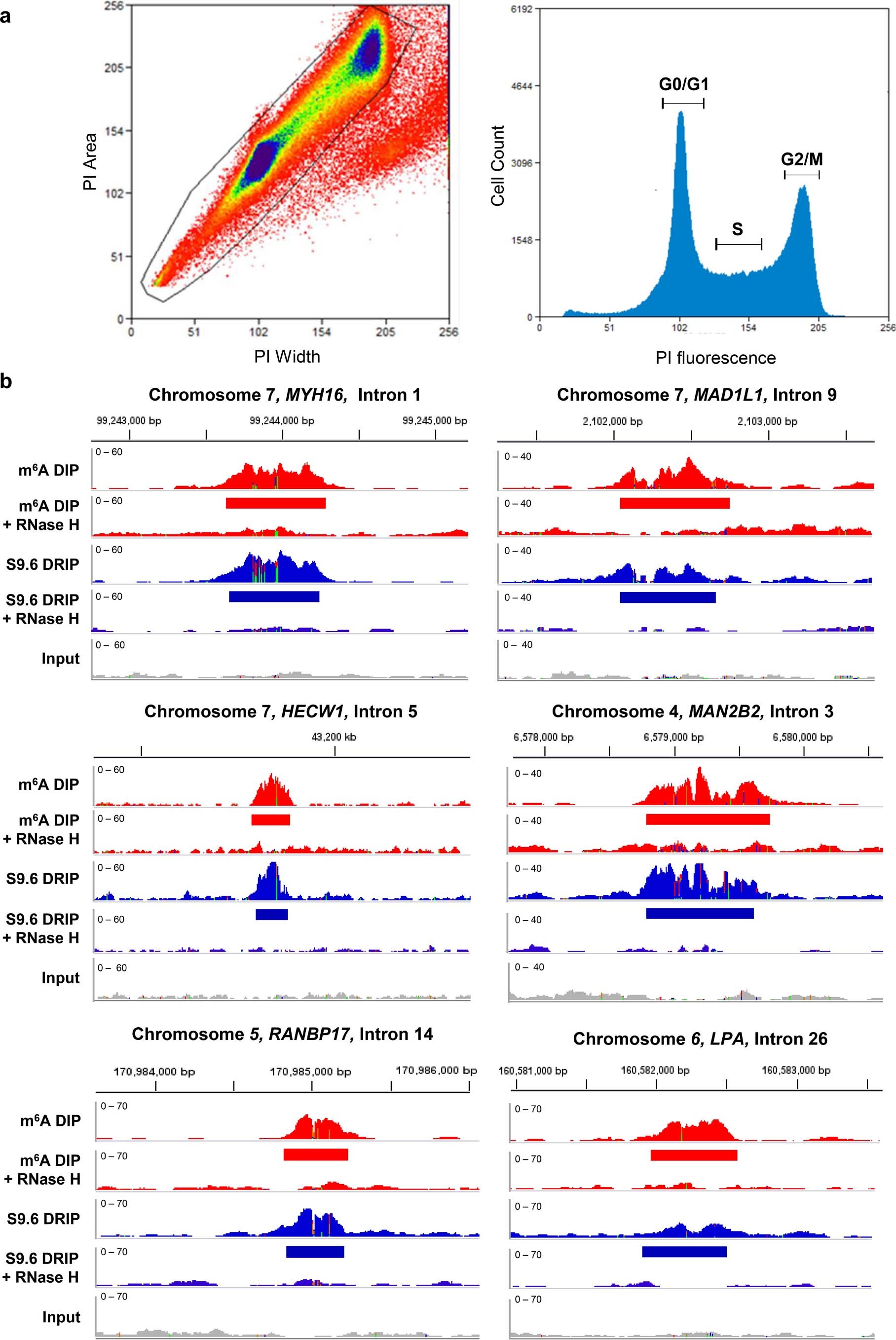 Extended Data Fig. 4: RNA:DNA hybrids exhibit cell cycle-specific dynamics in hPSCs.