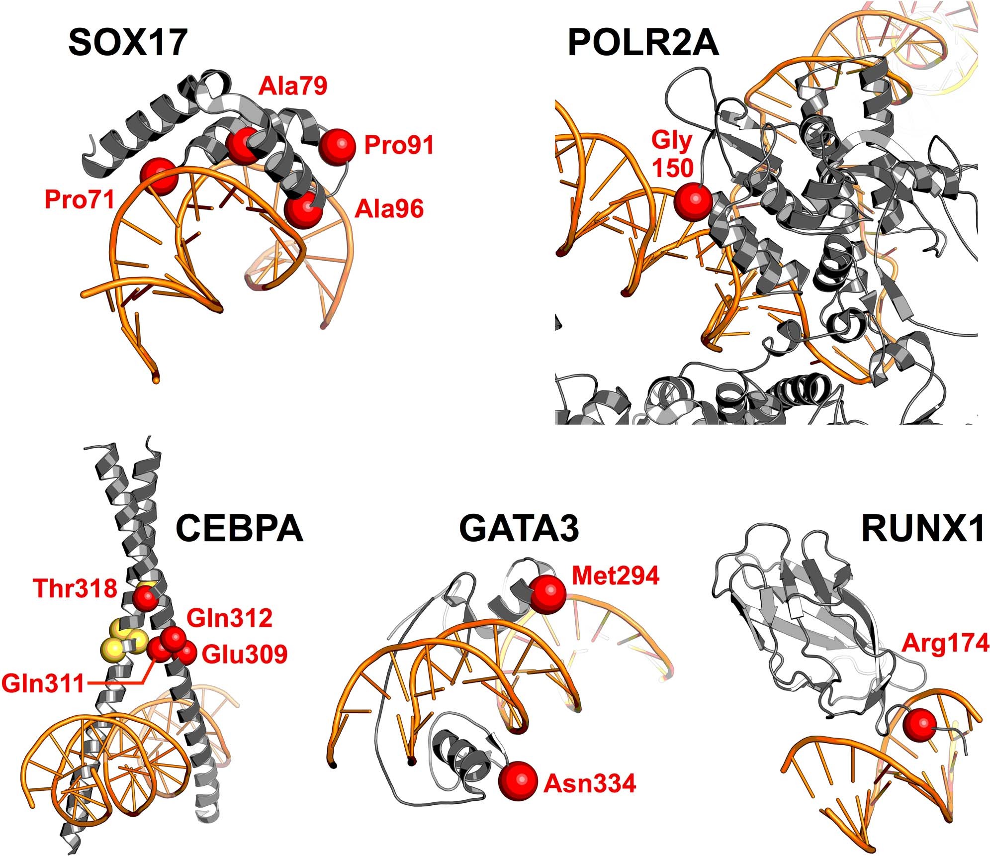 Extended Data Fig. 10: Recurrent mutations in domains of protein–DNA interaction.