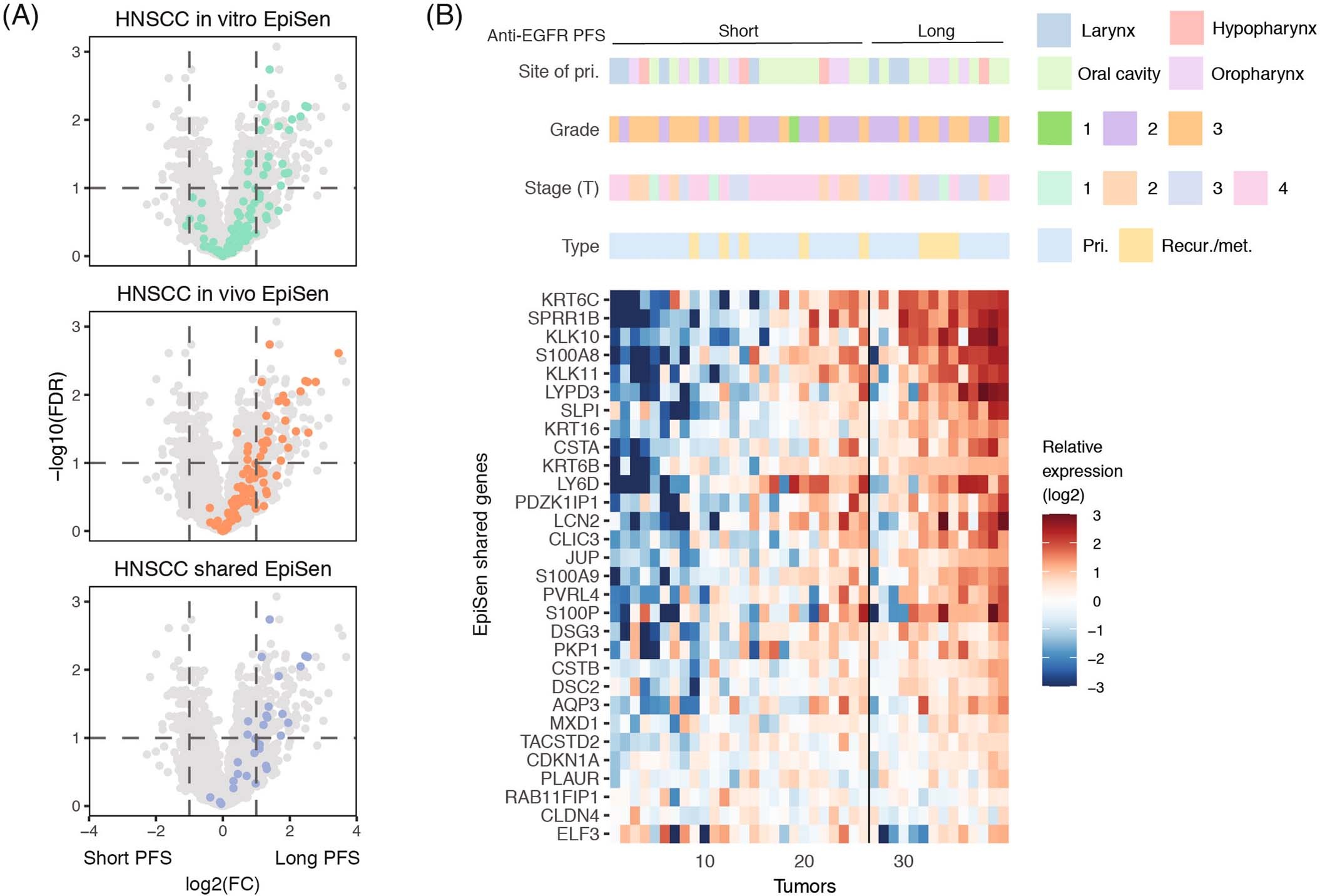 Extended Data Fig. 10: Association between the abundance of EpiSen cells and clinical response of HNSCC patients to Cetuximab.