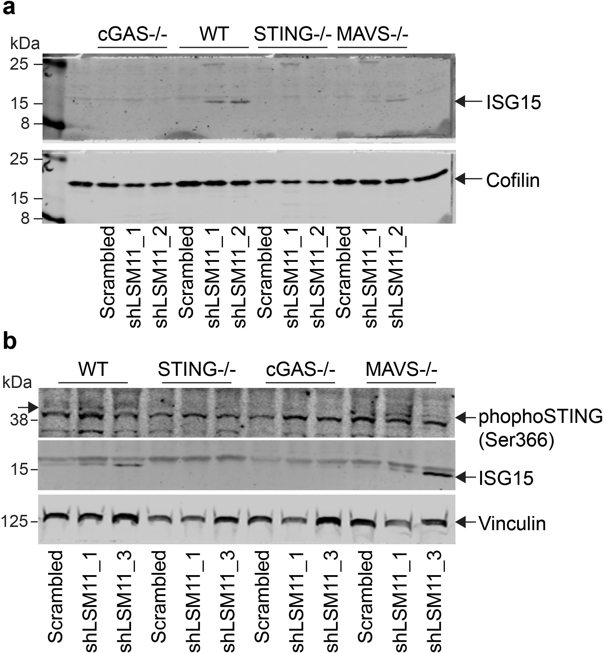 Extended Data Fig. 6: ISG and phospho-STING expression in THP-1 cells after LSM11 knockdown.