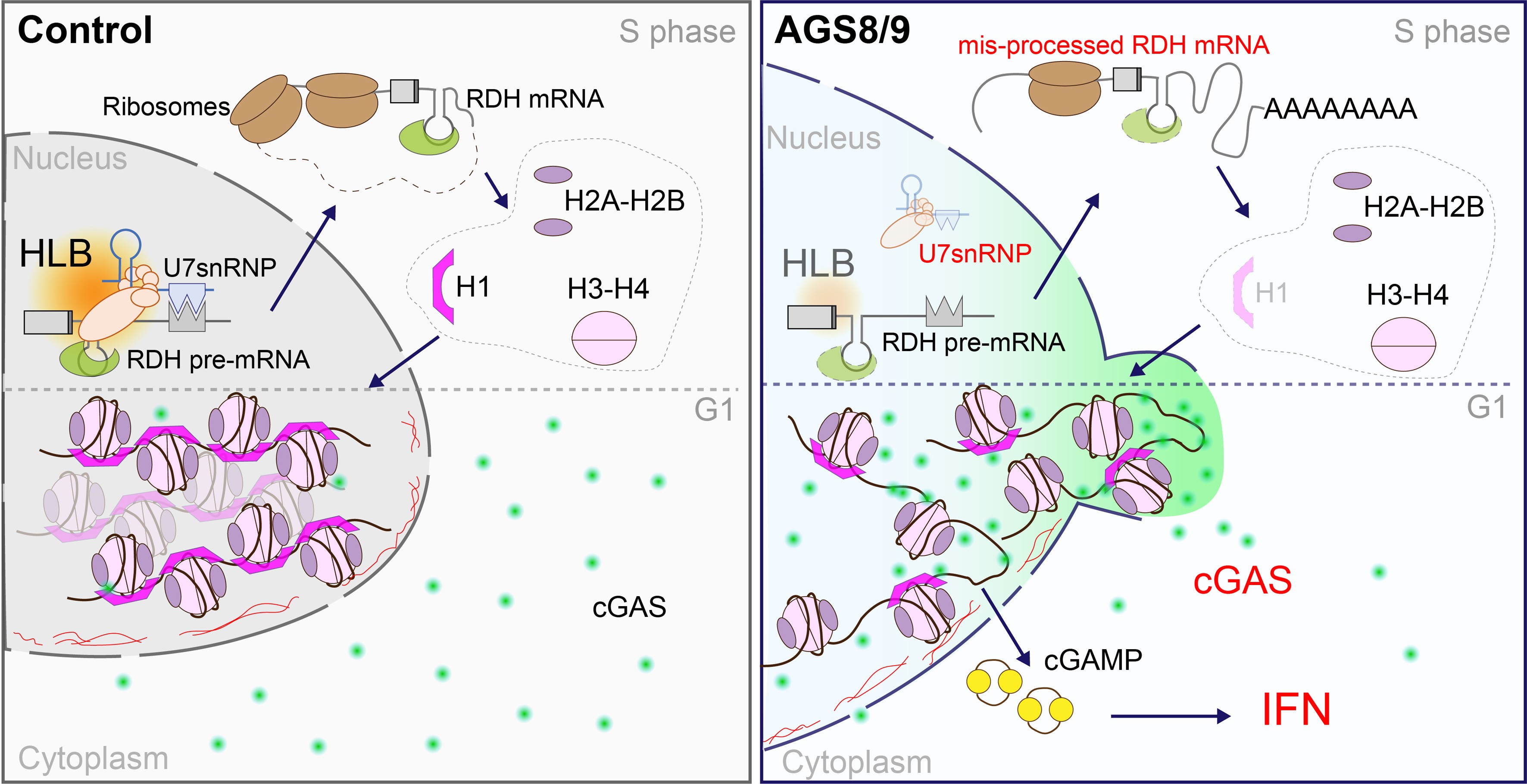 Extended Data Fig. 10: Proposed model explaining the induction of interferon signaling secondary to mutations in LSM11 or RNU7-1 (AGS8/9).