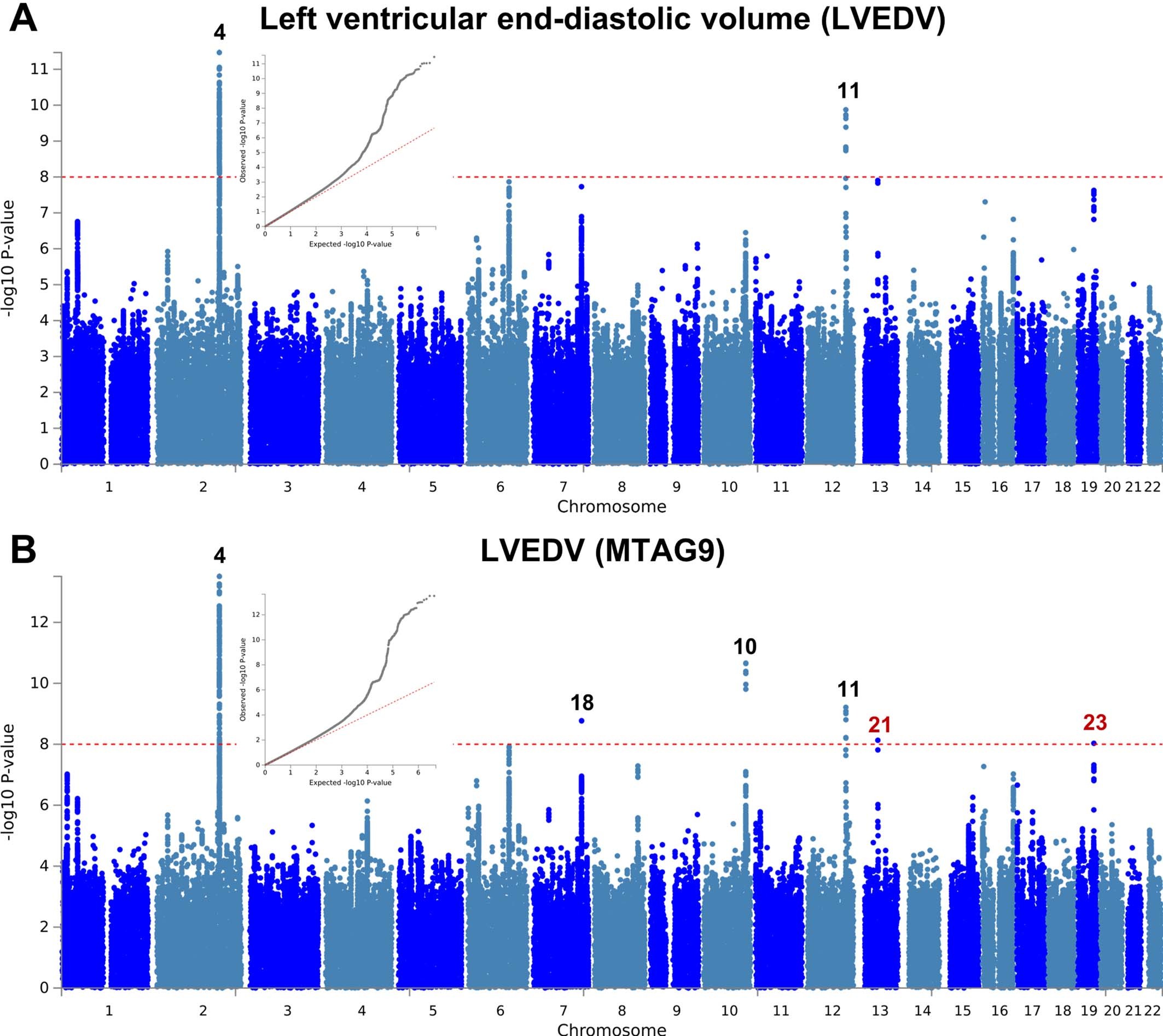 Extended Data Fig. 5: Manhattan and QQ plots of LV end-diastolic volume GWAS and MTAG.