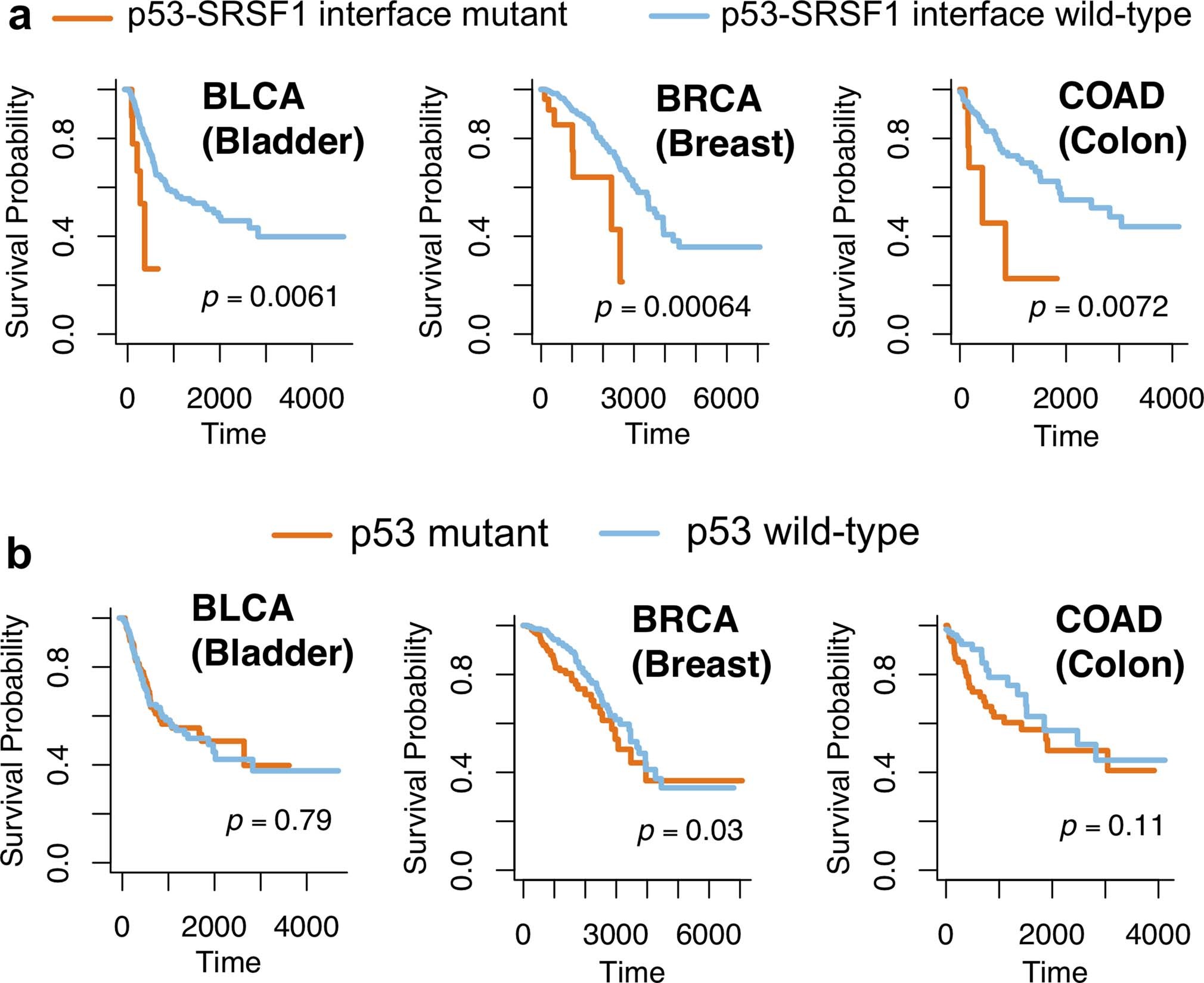 Extended Data Fig. 2: Survival analyses of p53-SRSF1 PPI perturbing-mutations and p53 mutations alone.