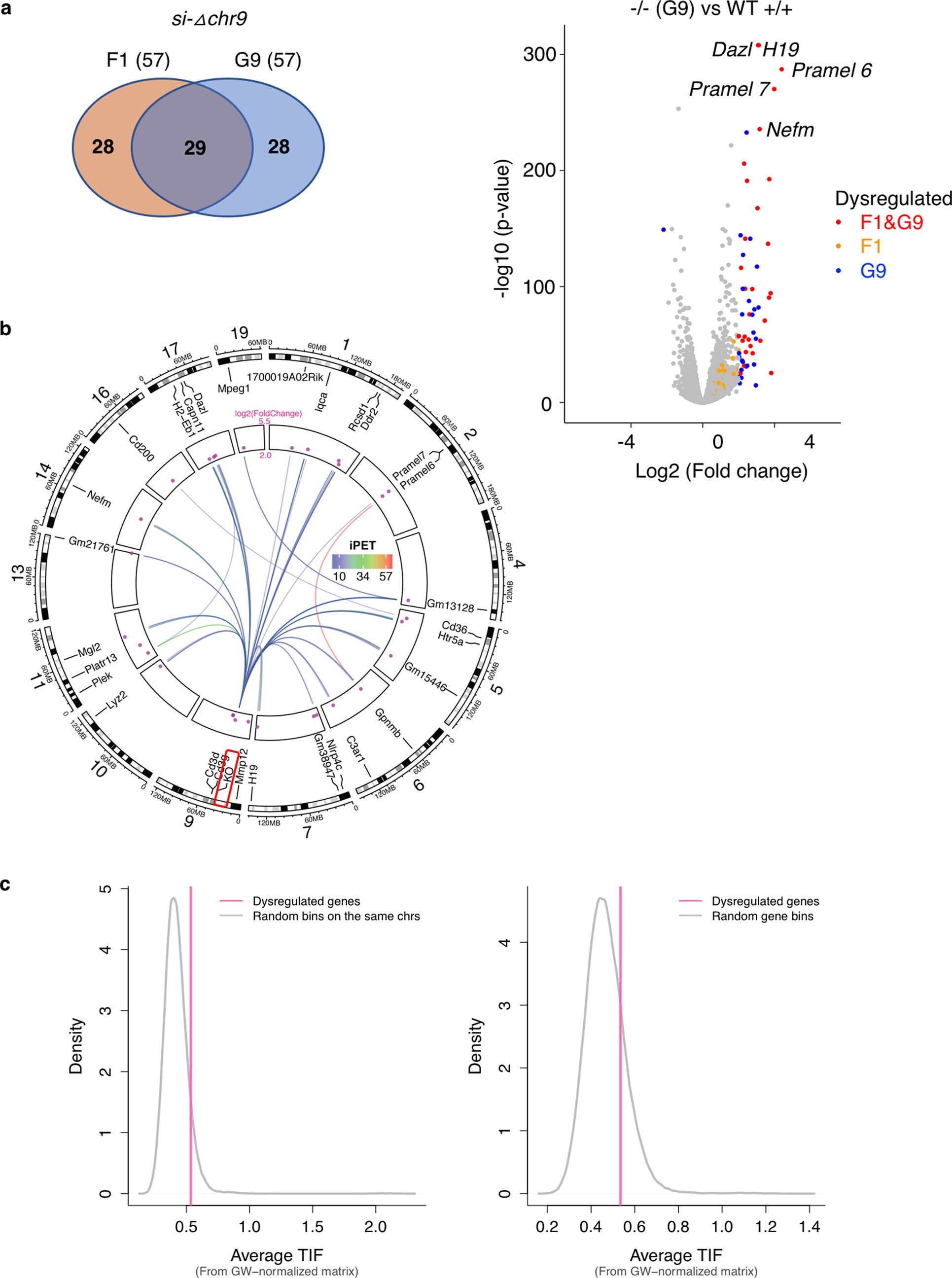 Extended Data Fig. 8: Upregulation of genes associated with si-Δchr9.