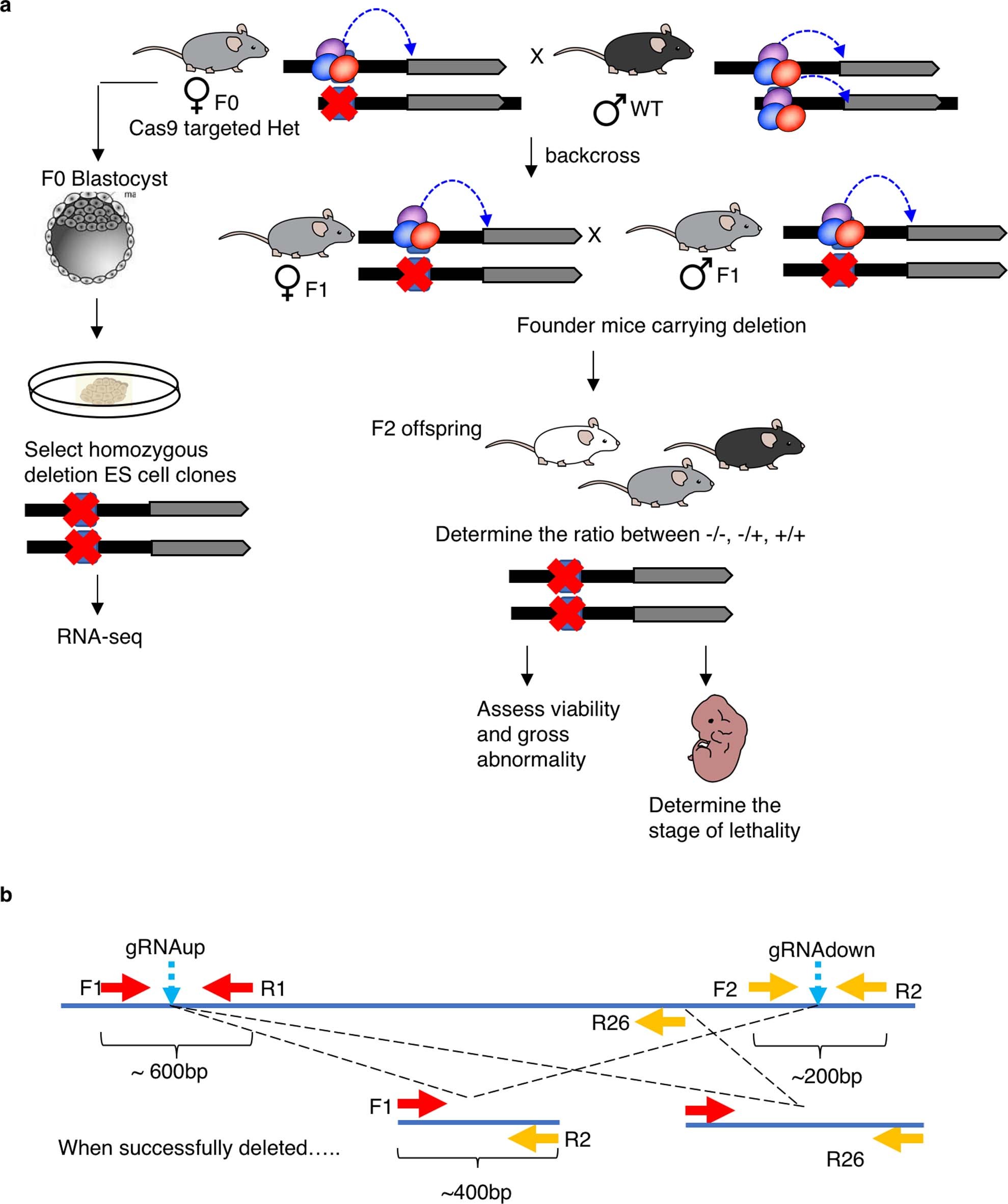 Extended Data Fig. 3: Experimental validation of intergenic silencers in vivo.