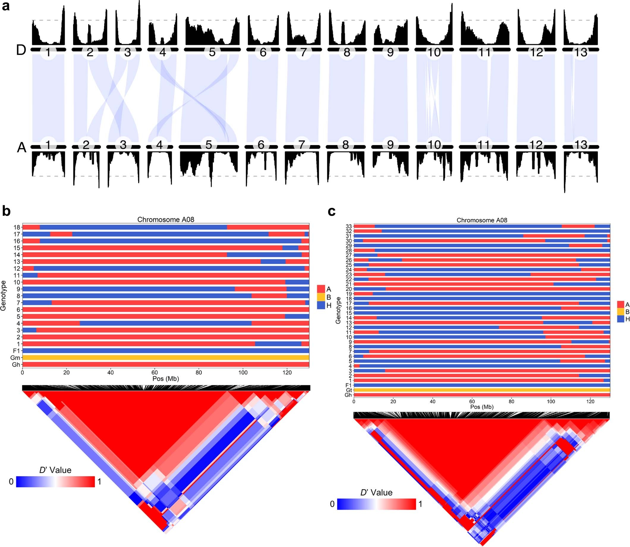 Extended Data Fig. 9: Recombination rate distribution in G. hirsutum and inheritance of haplotype blocks in two breeding populations.