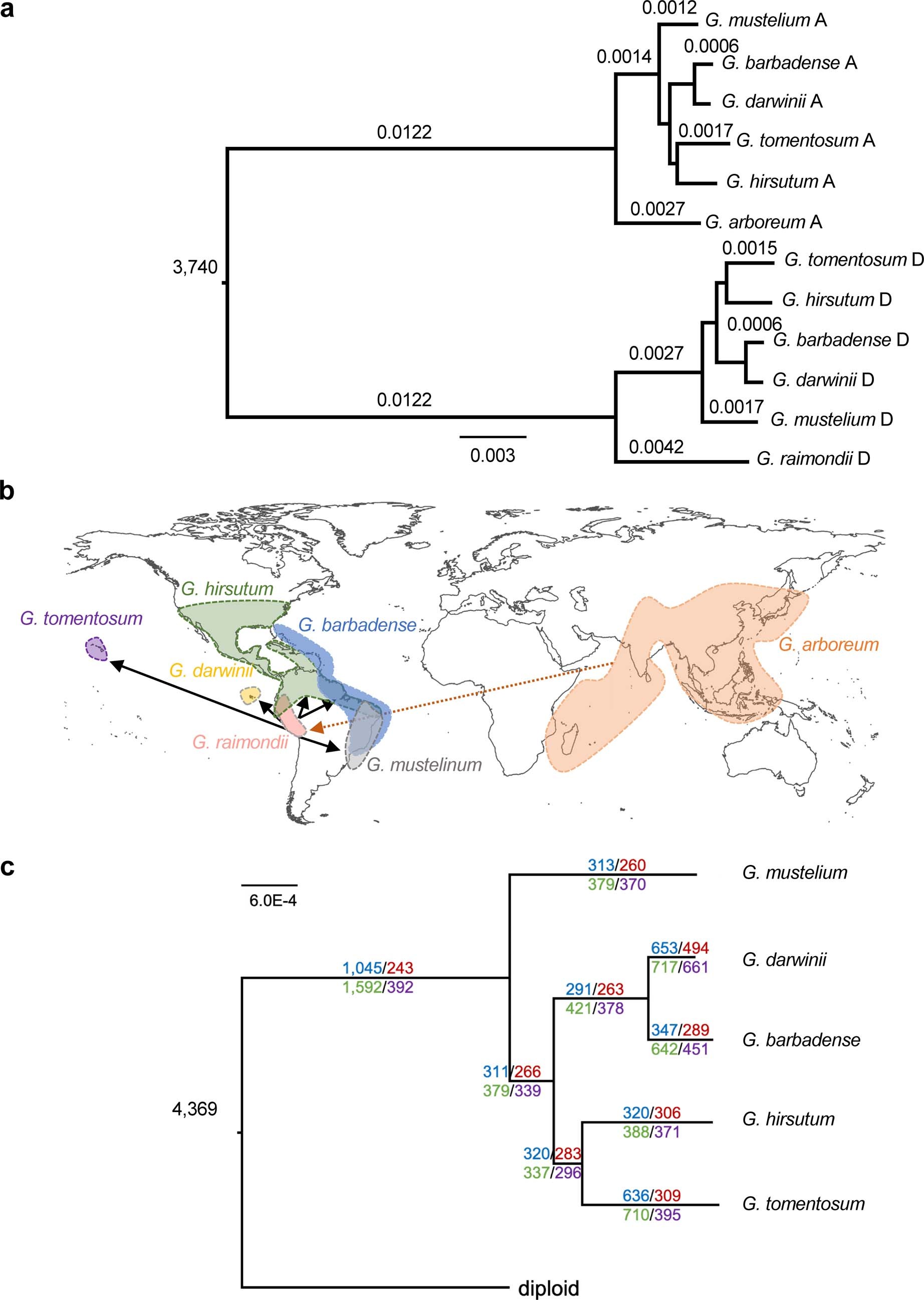 Extended Data Fig. 4: Monophyletic origin and diversification of five allotetraploid species.