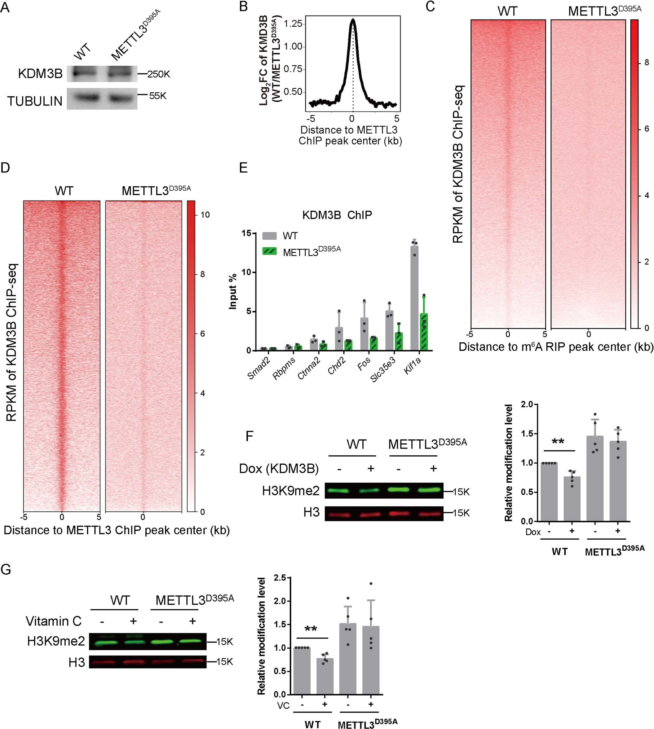 Extended Data Fig. 4: m6A-dependent localization of KDM3B to target chromatin.