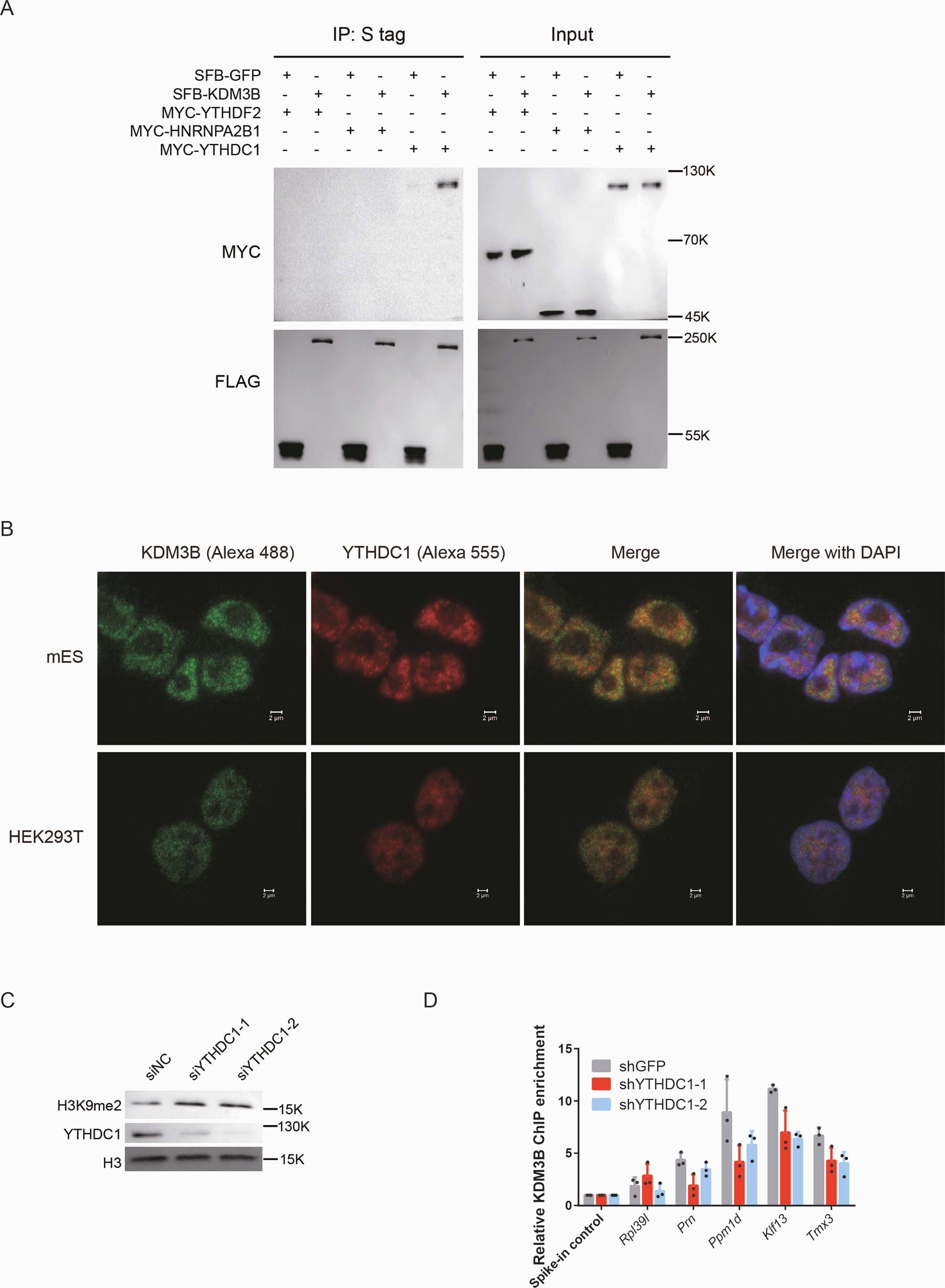 Extended Data Fig. 5: YTHDC1 recruits KDM3B to regulate H3K9me2.