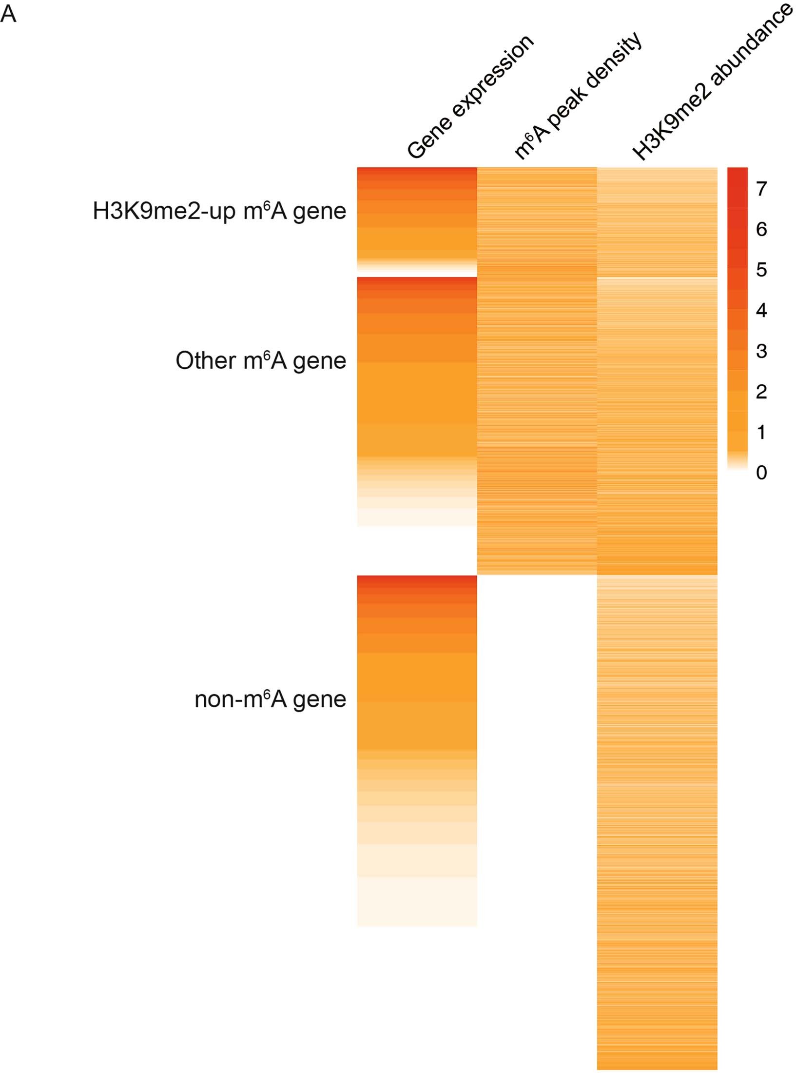 Extended Data Fig. 6: The relationship between gene expression, m6A peak density and H3K9me2 abundance.