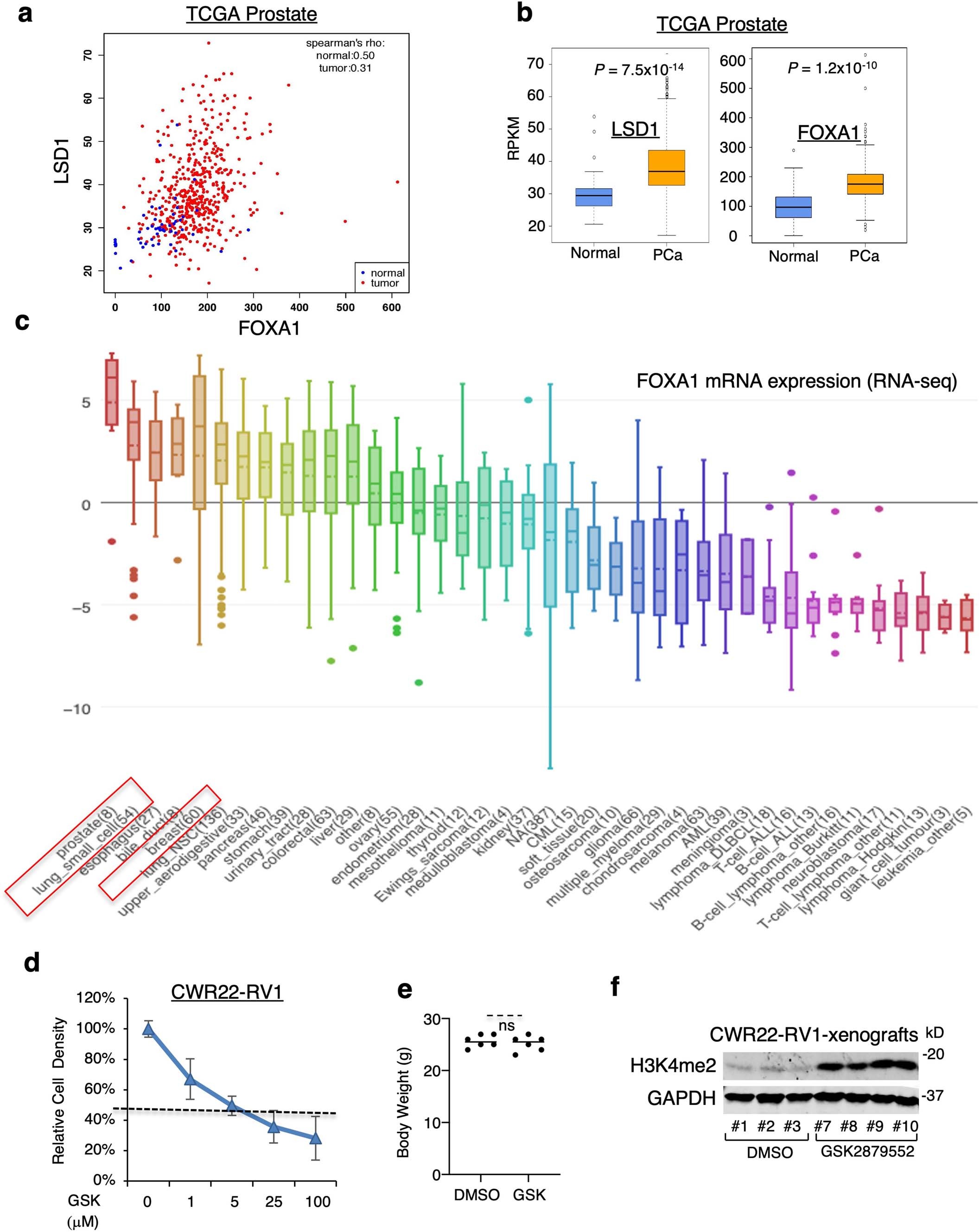 Extended Data Fig. 9: LSD1 inhibition suppresses tumor growth in the CWR22-RV1 CRPC model.