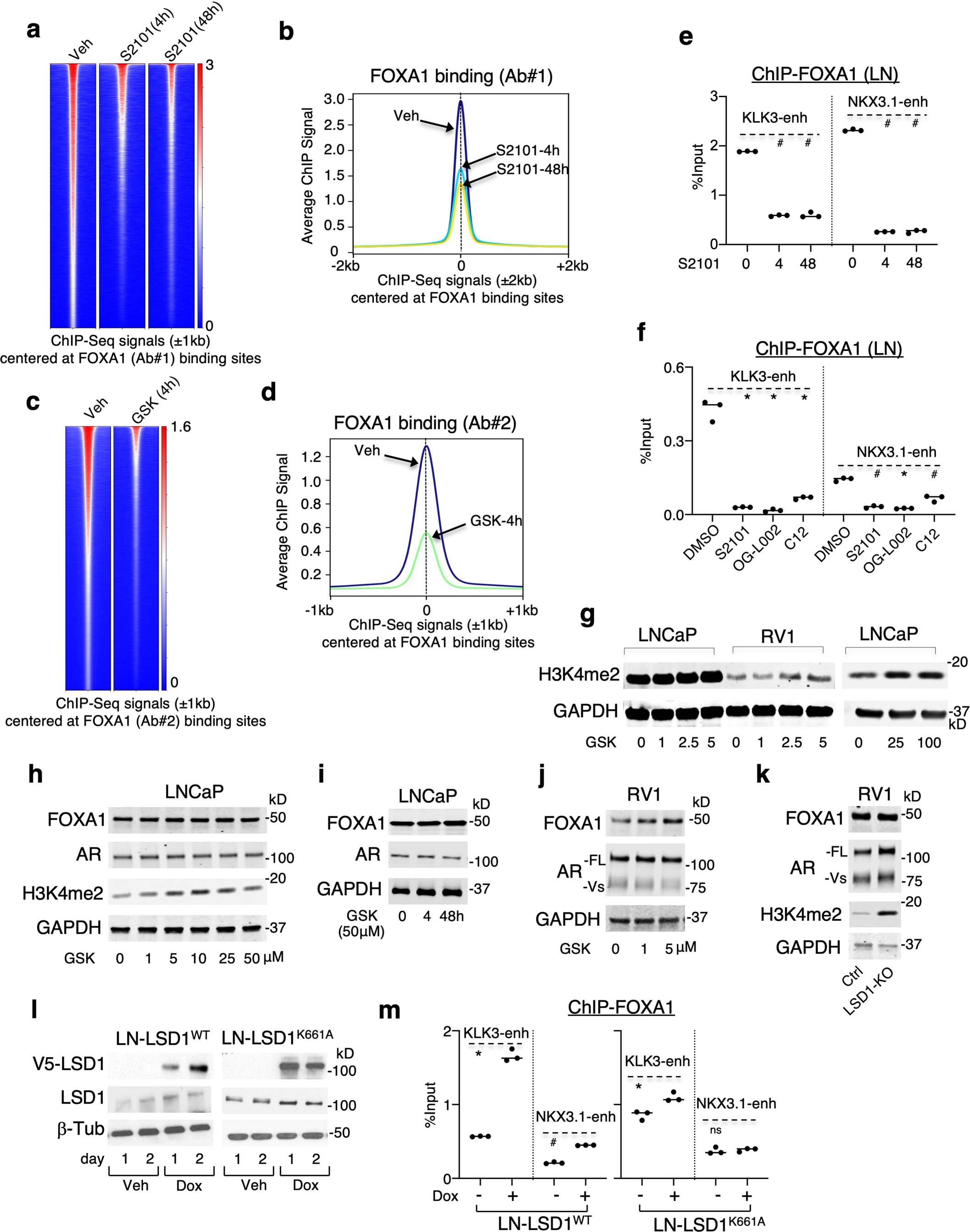Extended Data Fig. 1: LSD1 promotes FOXA1 chromatin binding in PCa cells.