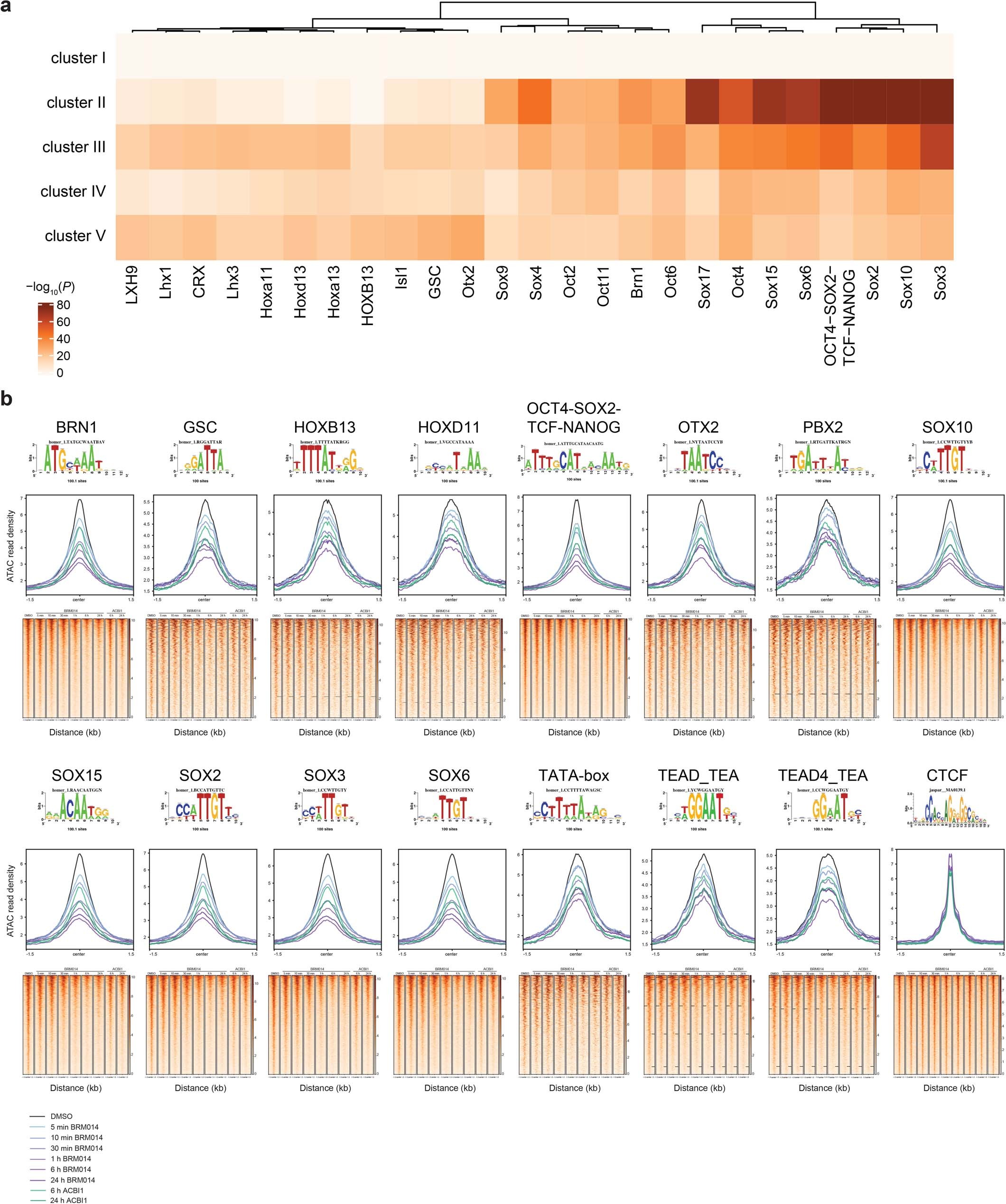 Extended Data Fig. 6: Motif analyses of BRM014 and ACBI1 time-course ATAC-seq data.