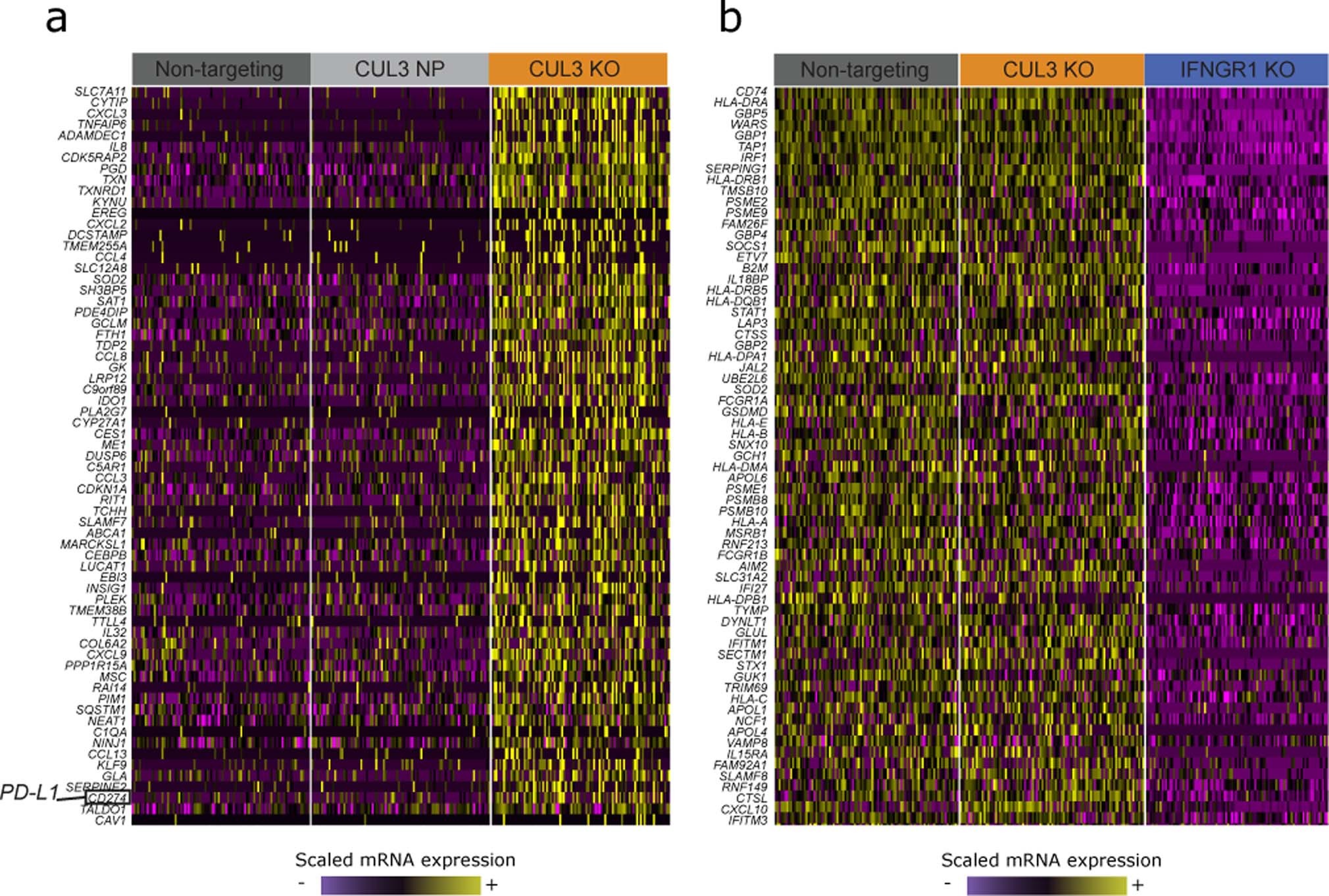 Extended Data Fig. 9: CUL3 KO cells have a unique transcriptomic signature.