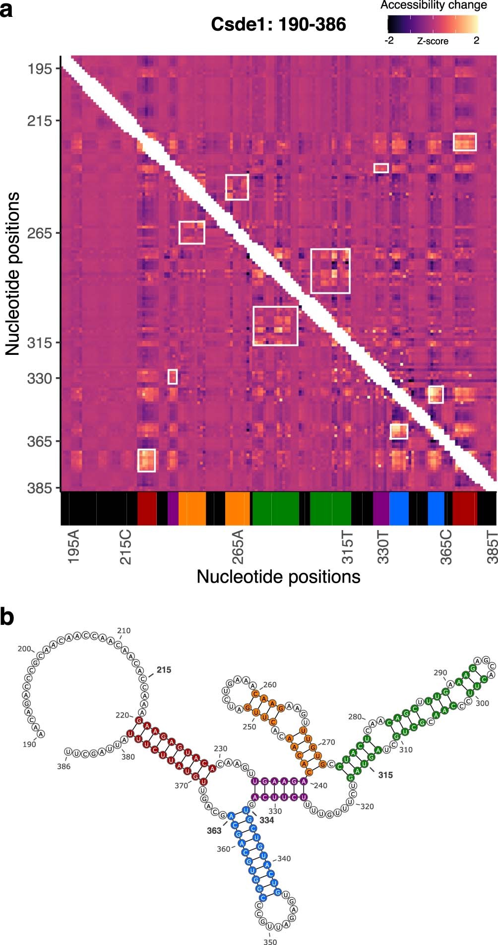 Extended Data Fig. 6: In-vitro M2 analysis of Csde1 5’UTR.