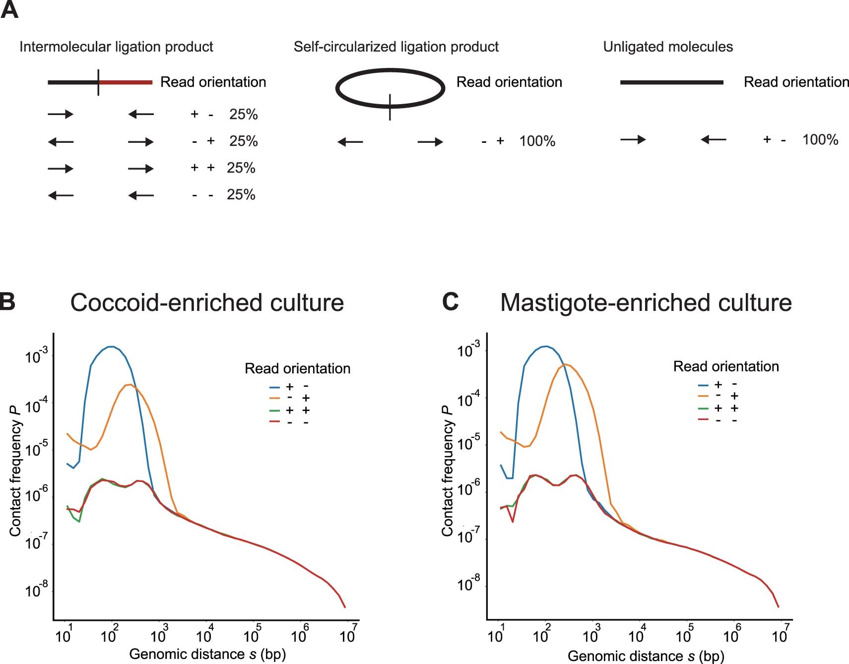 Extended Data Fig. 6: P(s) plots for different Hi-C read orientations.